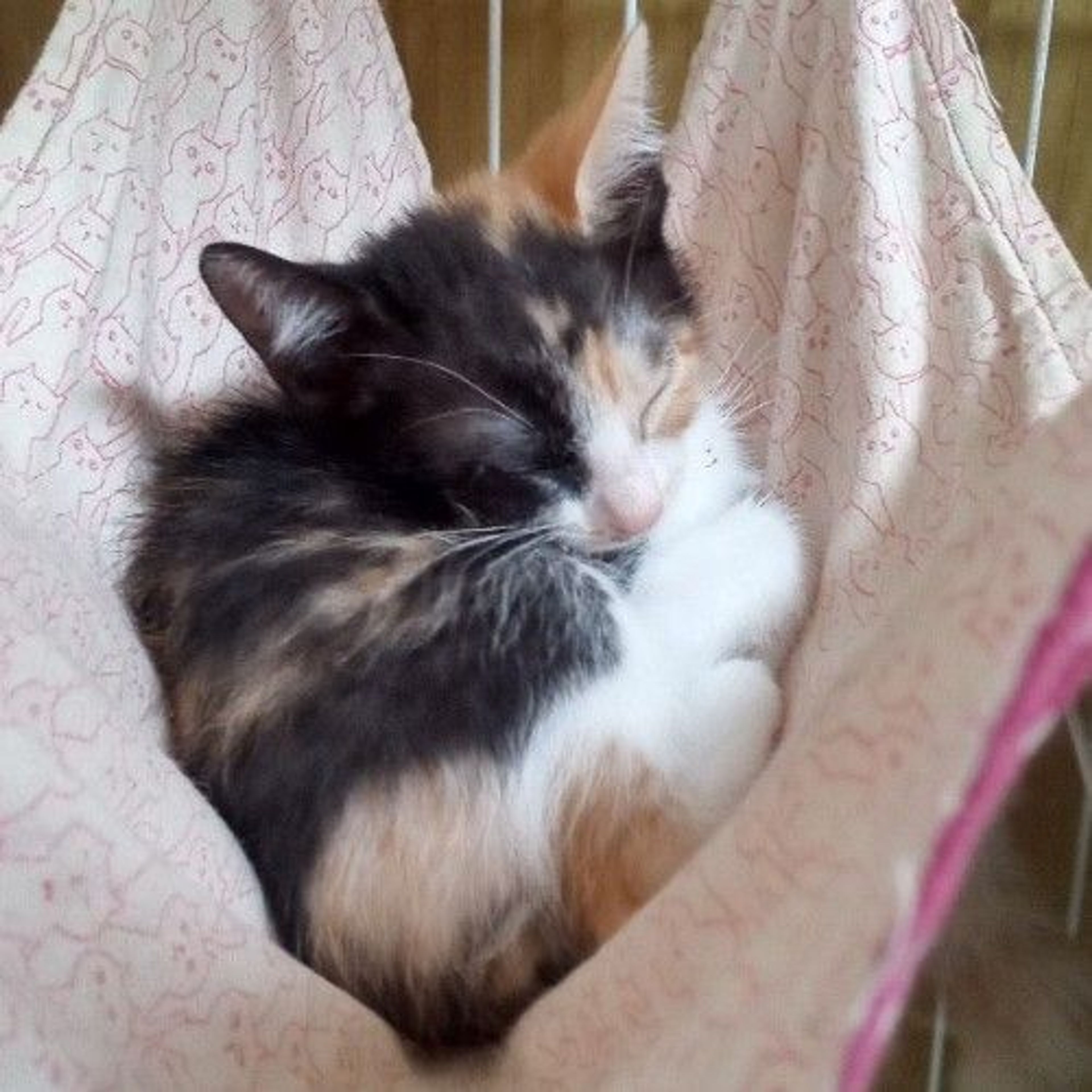 pet-image-4