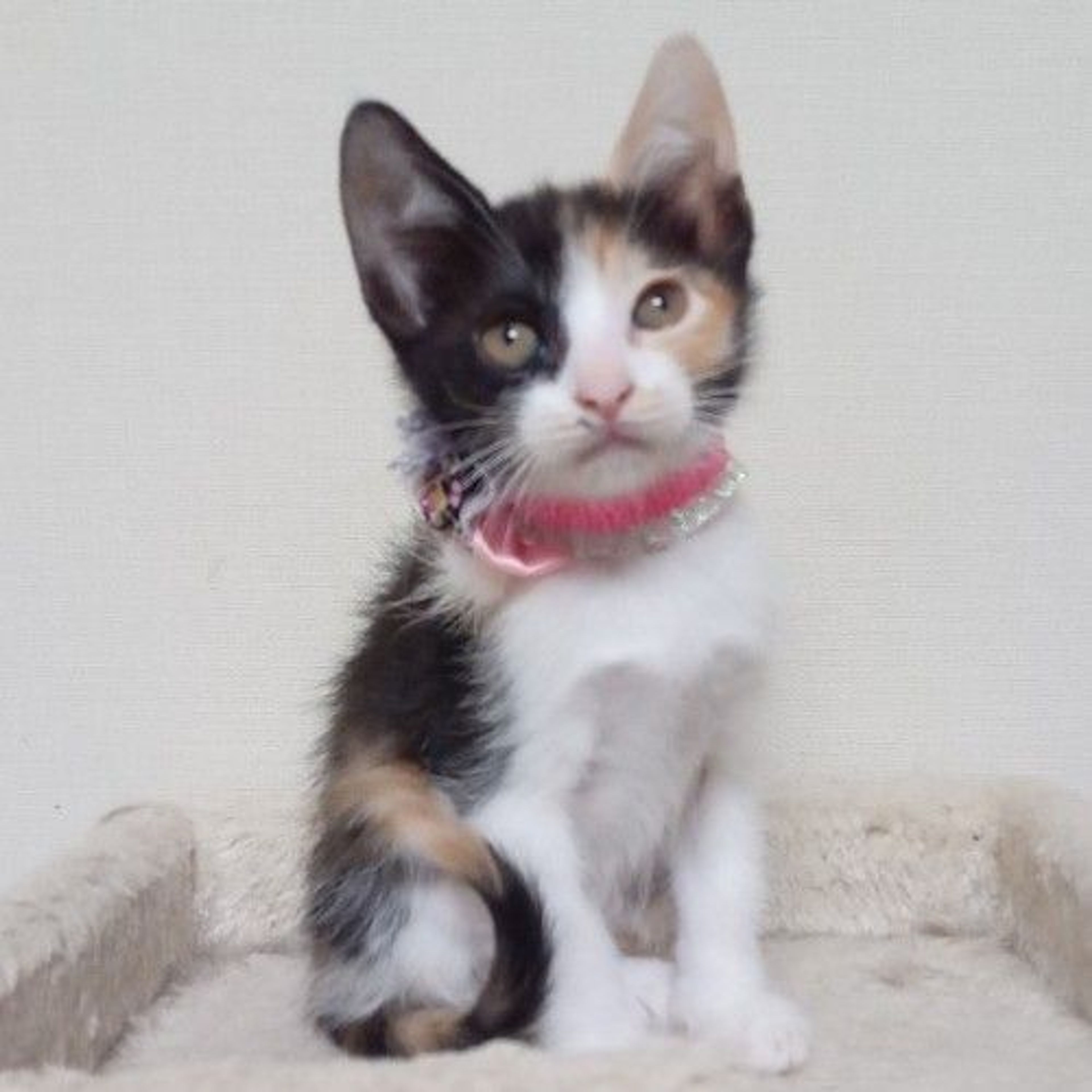 pet-image-5