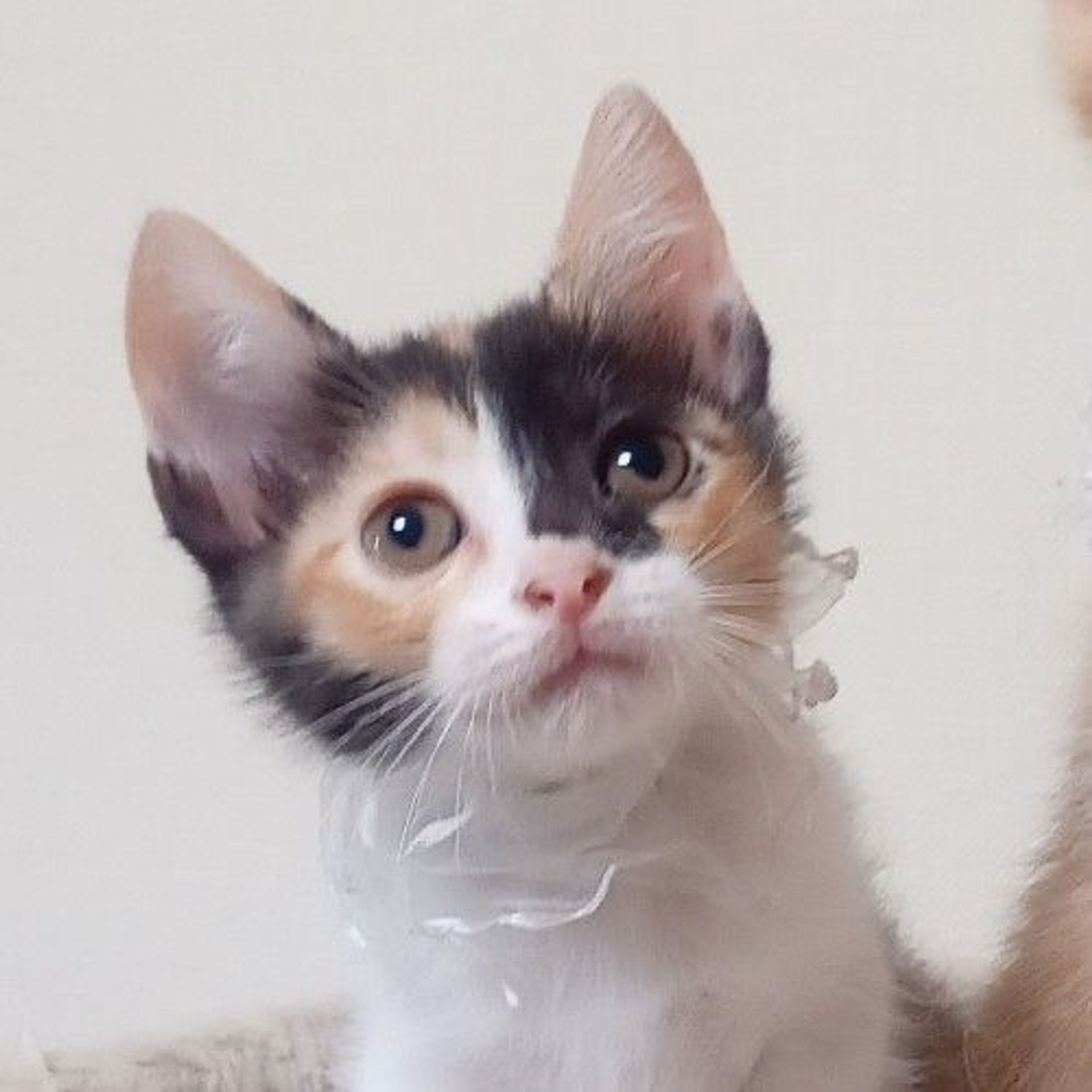 雑種（ミックス猫）・メスの里親募集の写真