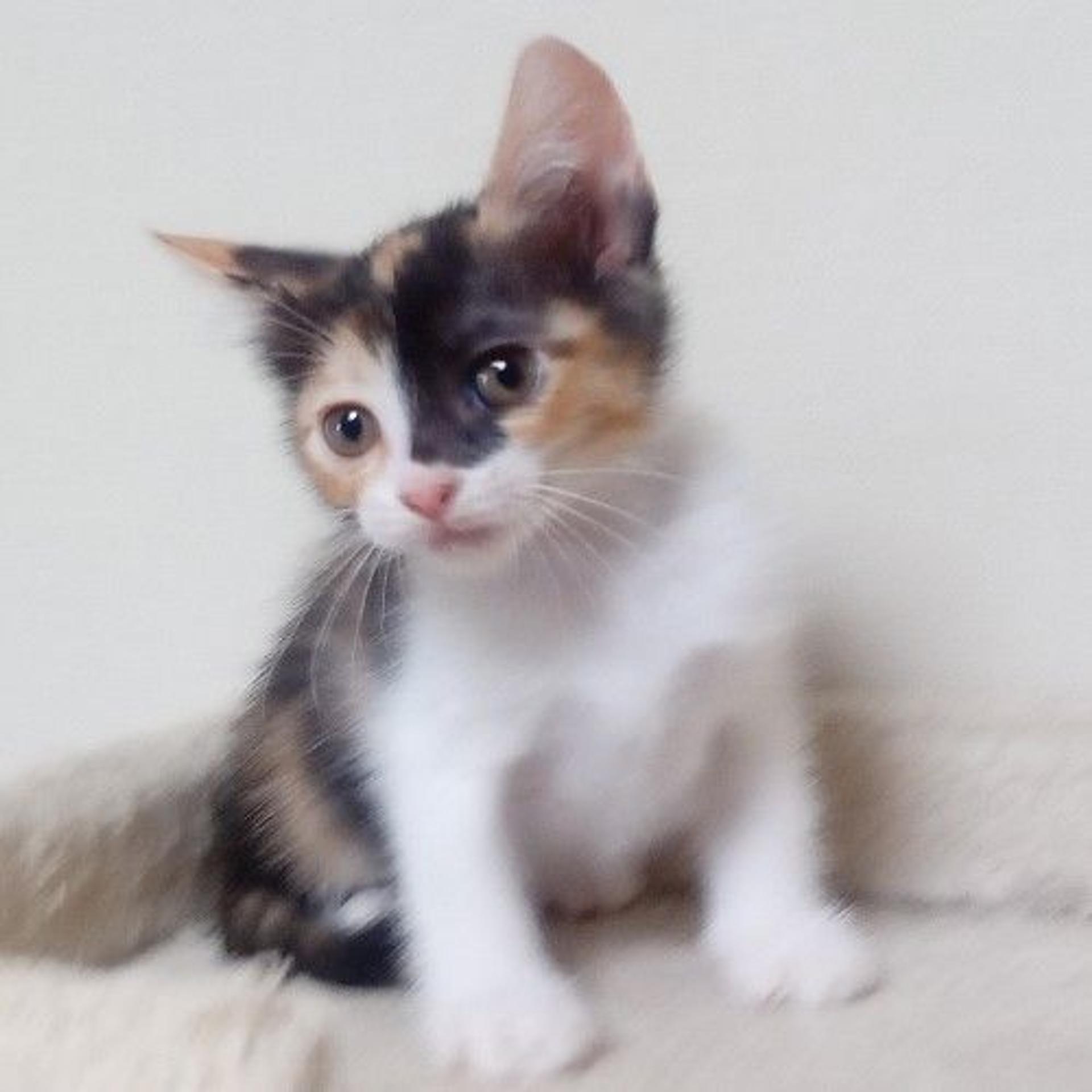 pet-image-4