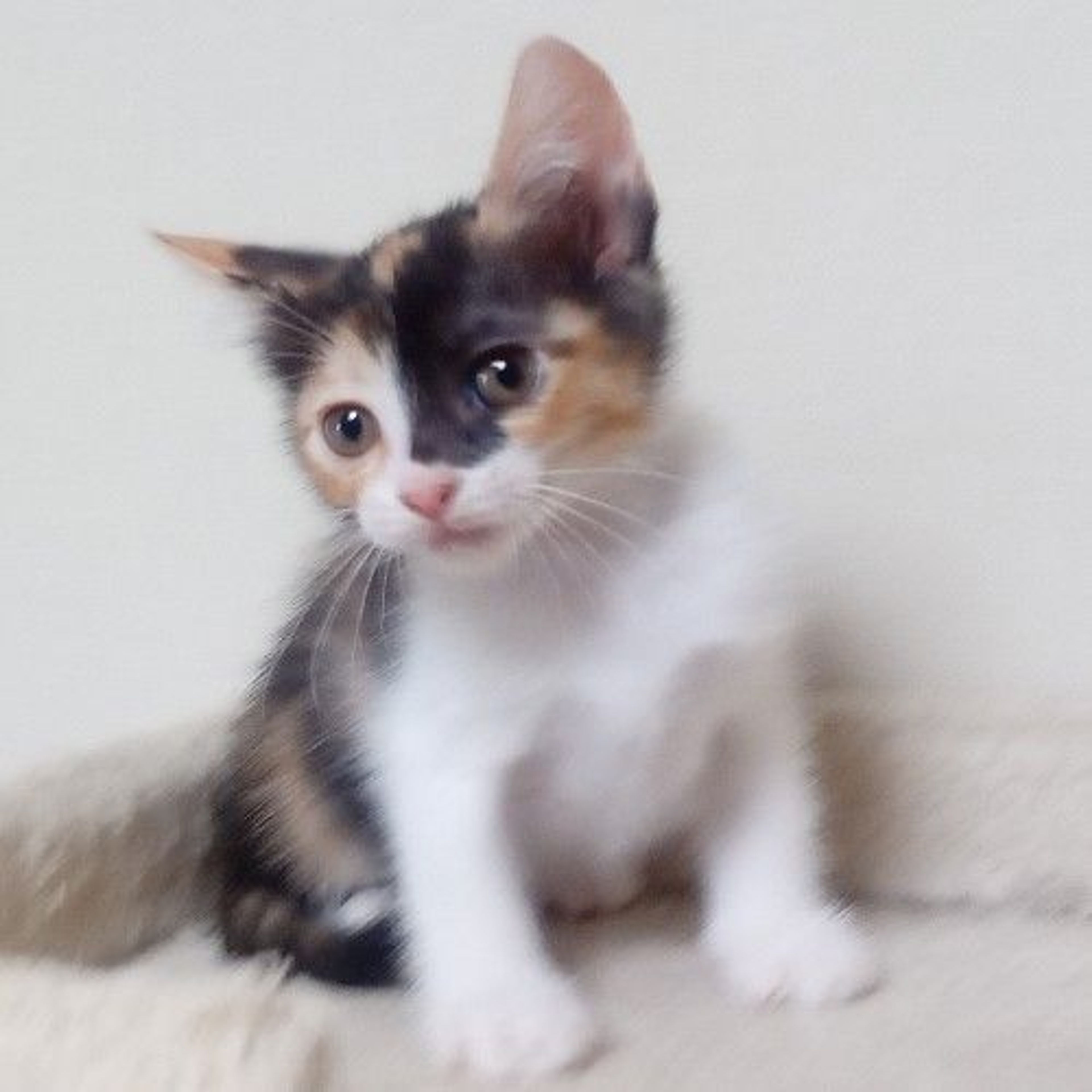 pet-image-4