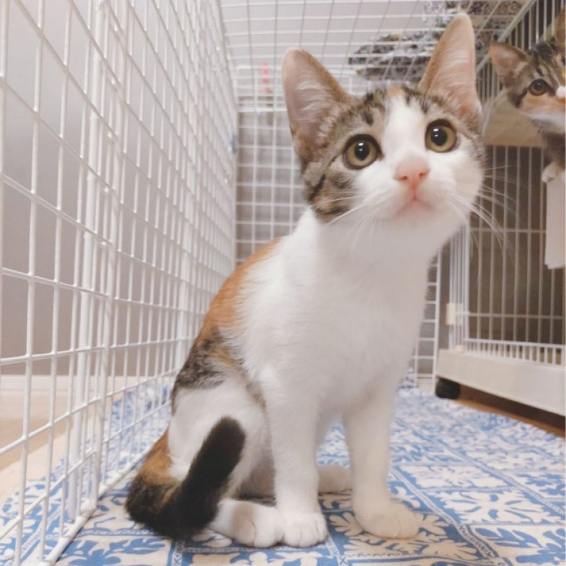 雑種（ミックス猫）・メスの里親募集の写真
