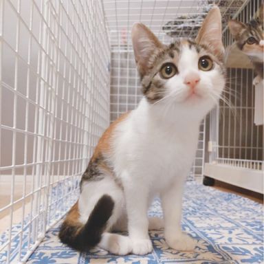 イザベラ2号★9/11(日)江戸川橋で会えますの写真