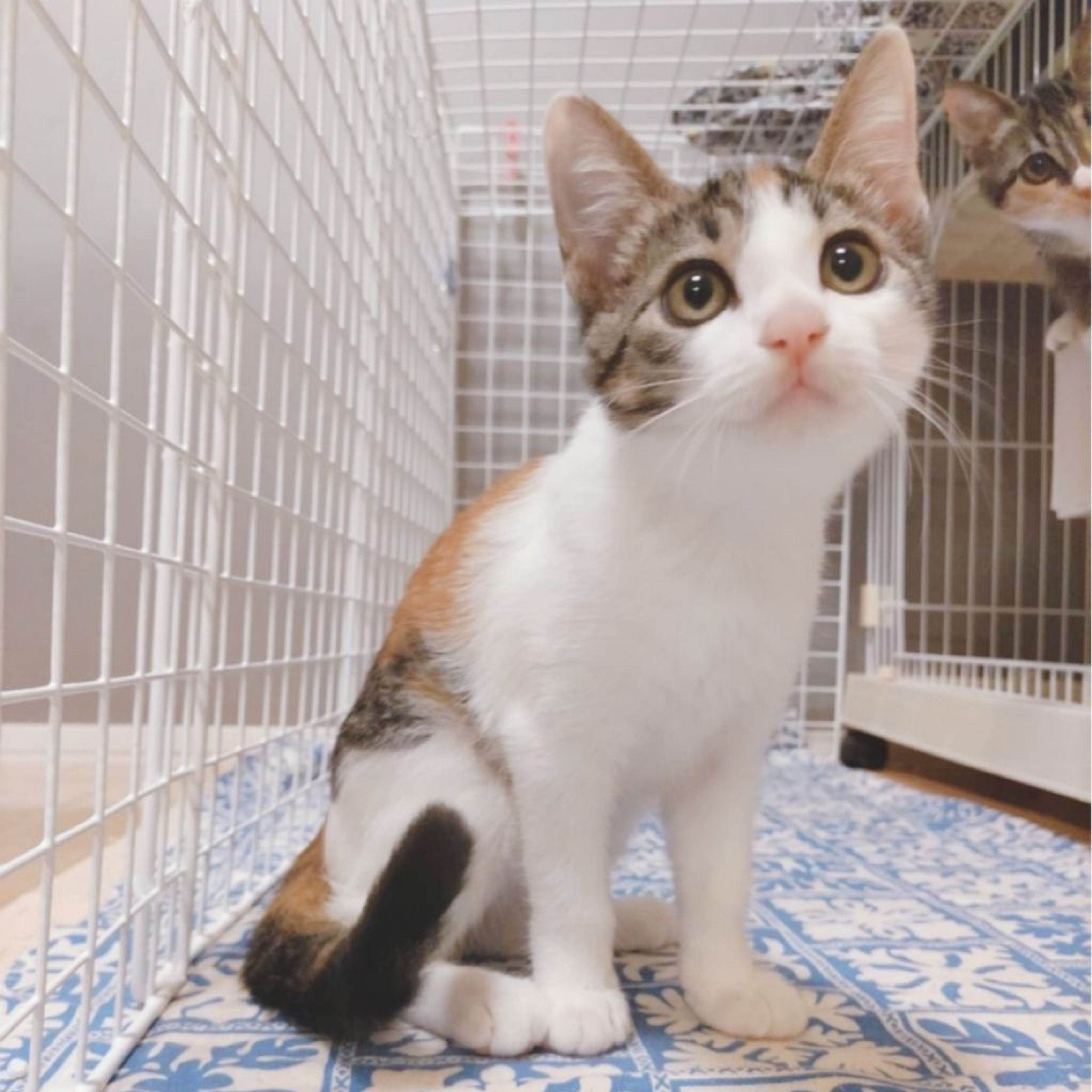 雑種（ミックス猫）・メスの里親募集の写真