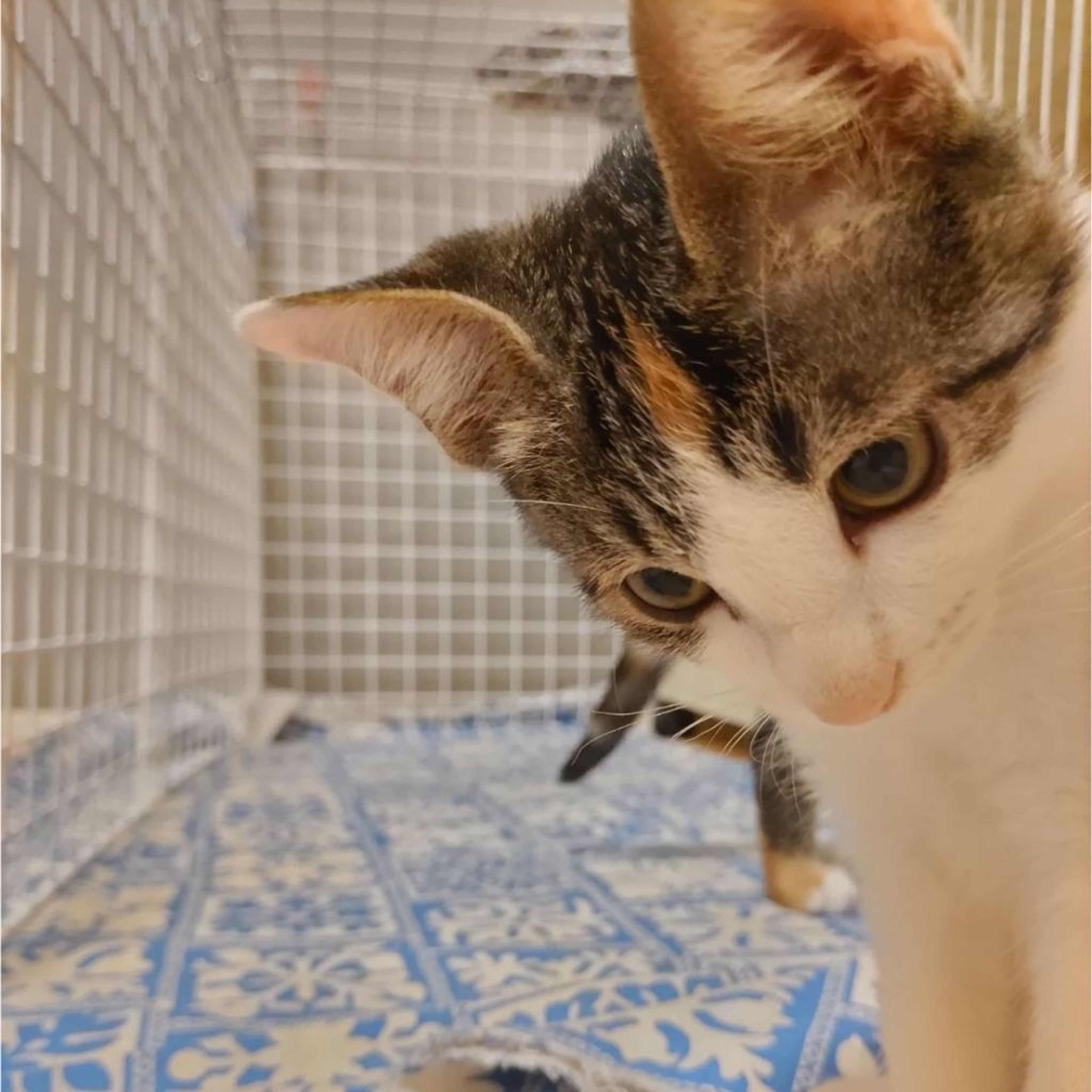pet-image-4