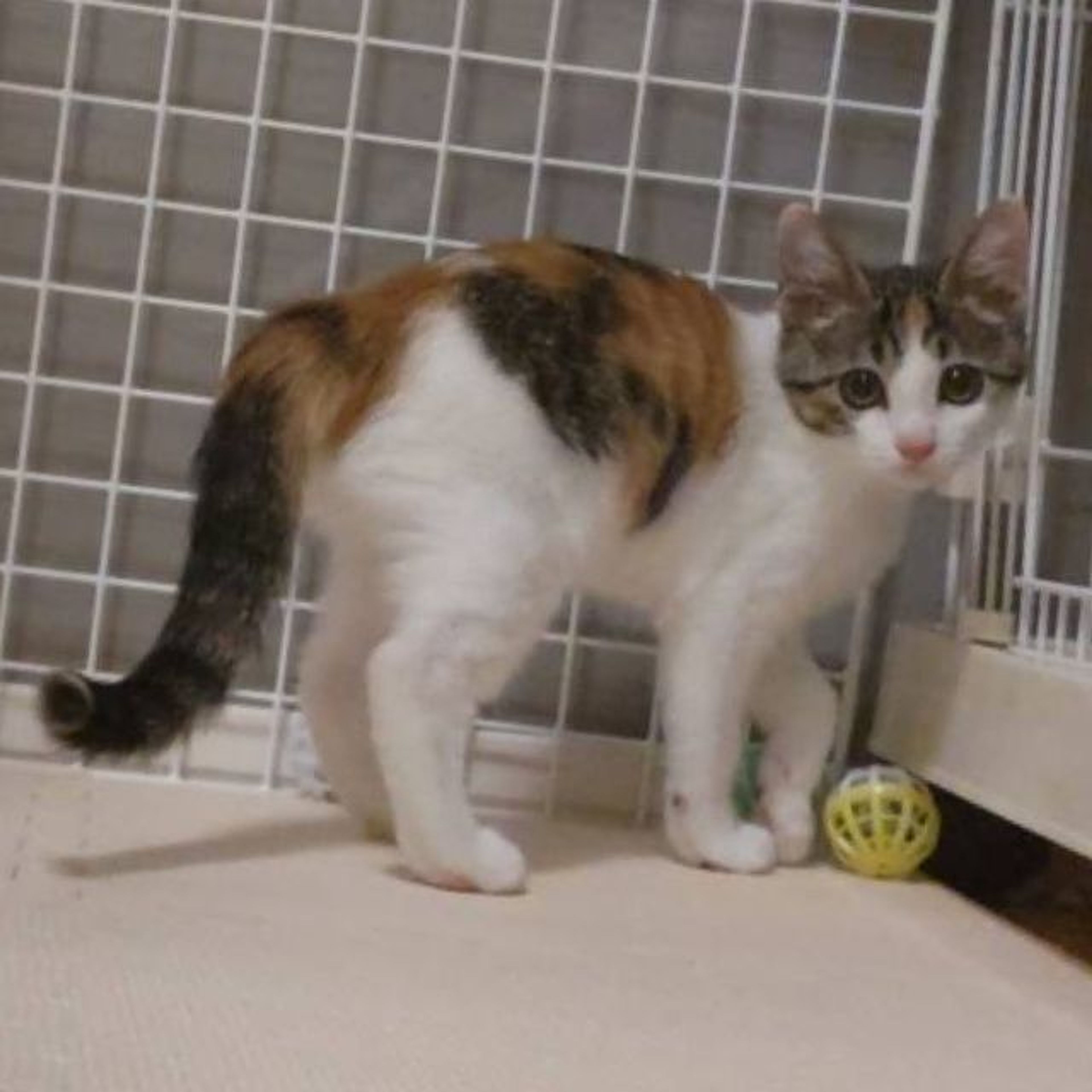 pet-image-5