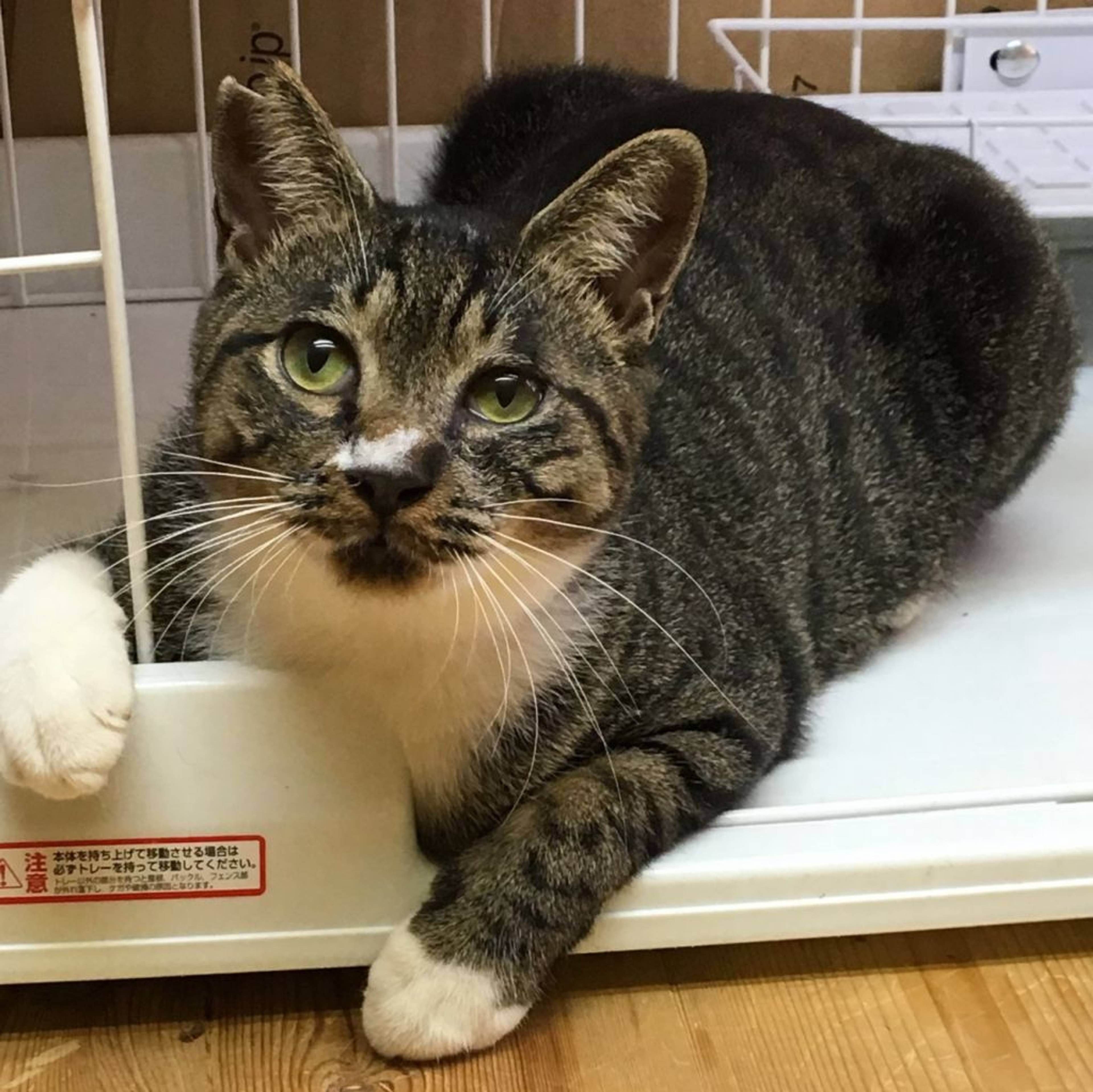 雑種（ミックス猫）・オスの里親募集の写真
