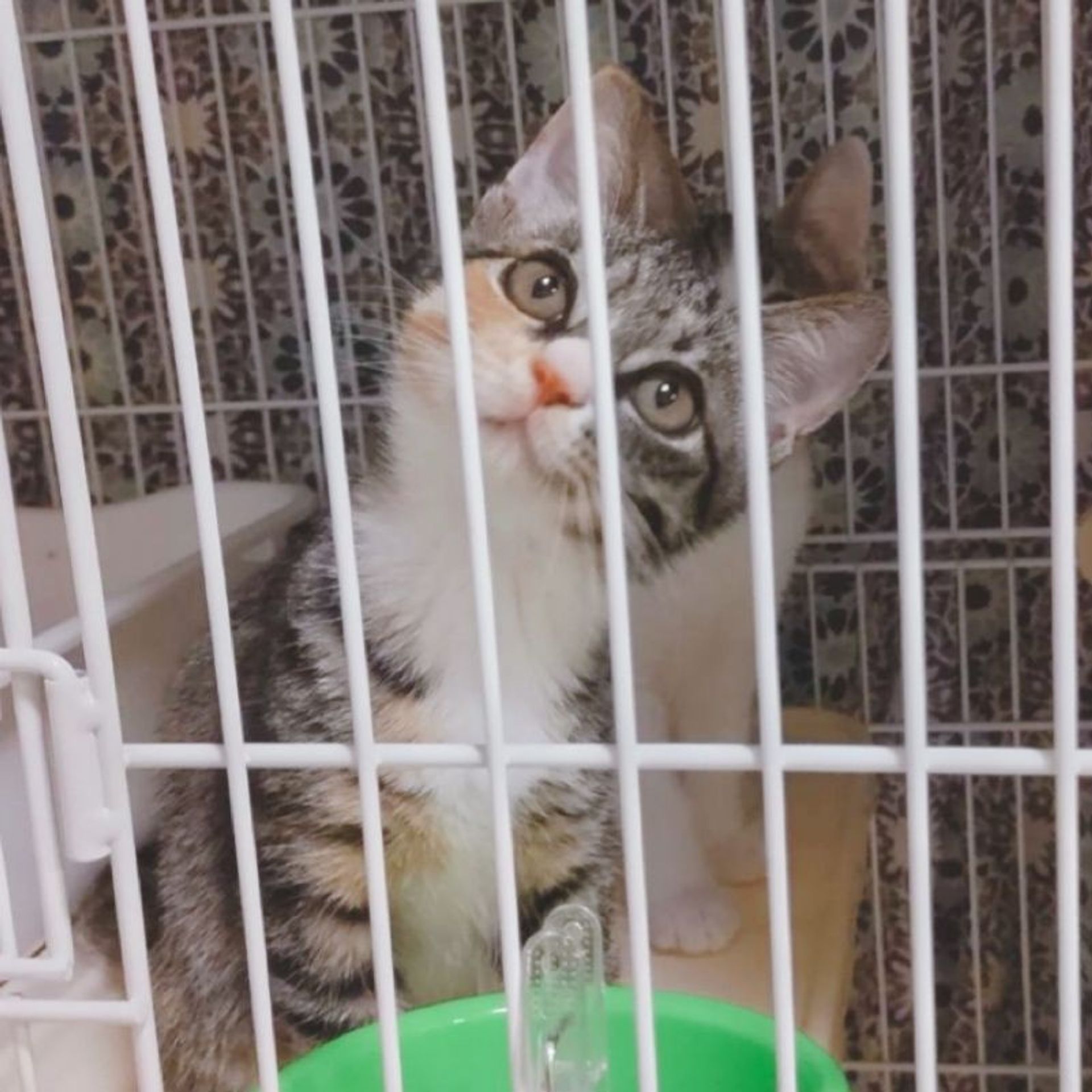 雑種（ミックス猫）・メスの里親募集の写真