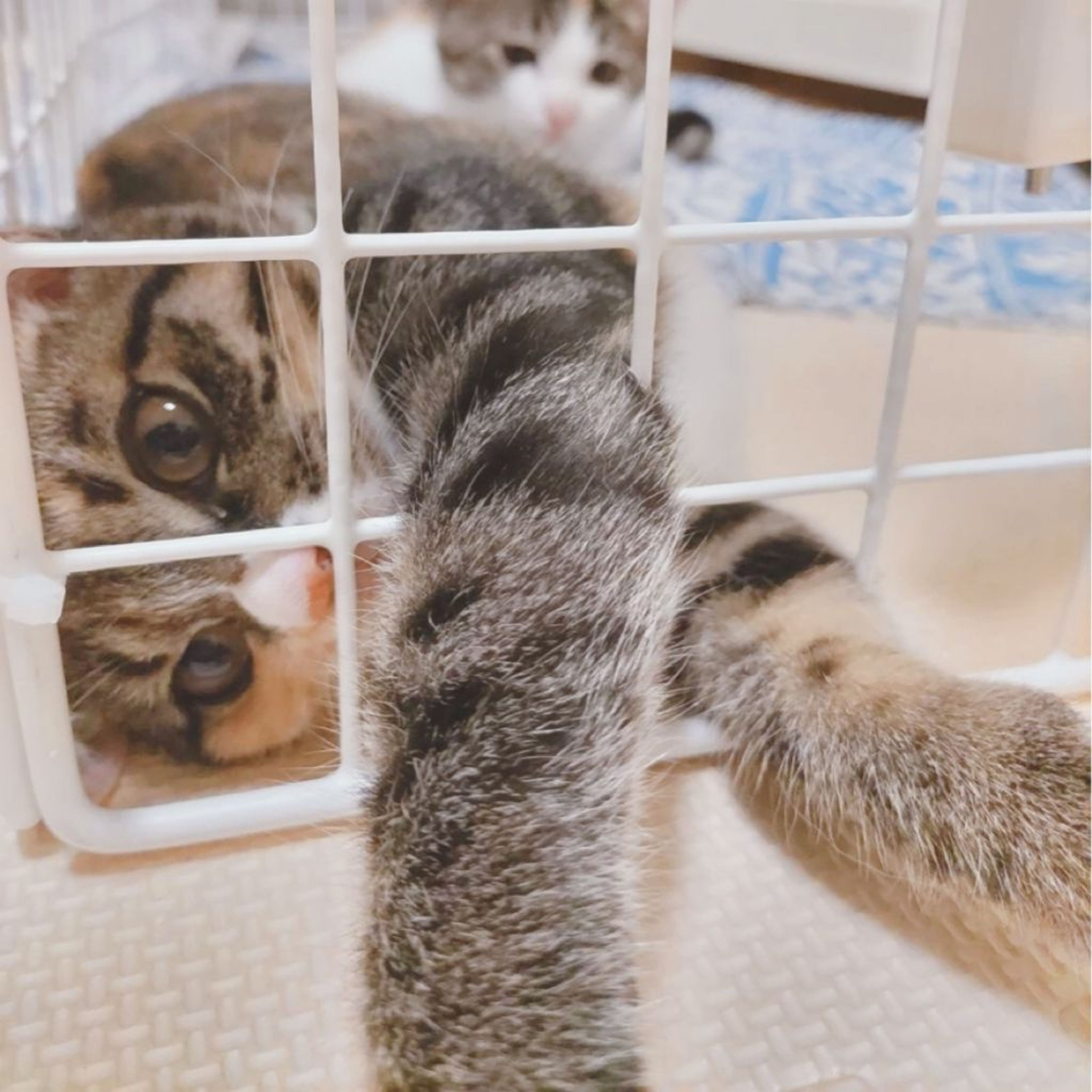 pet-image-4