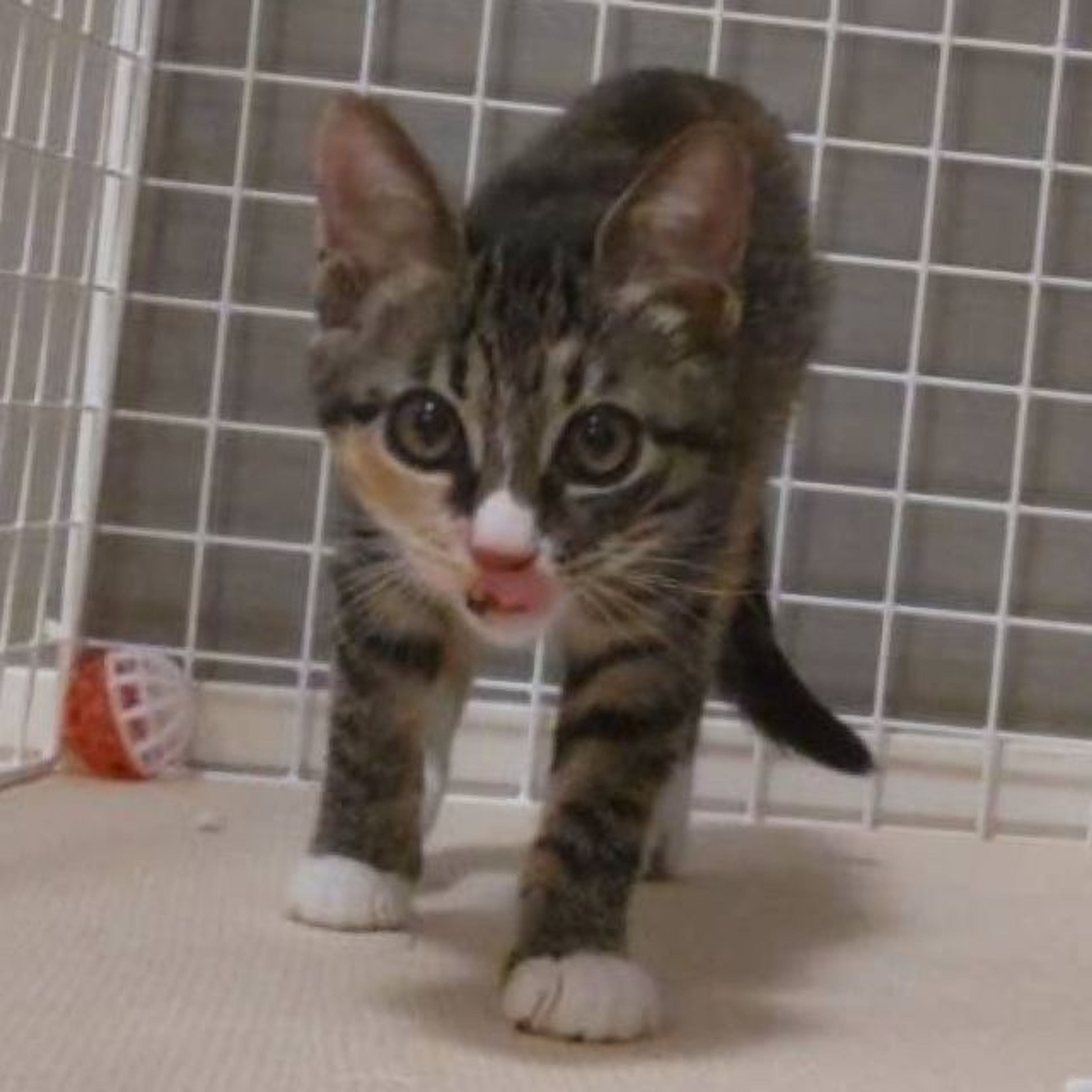 pet-image-5