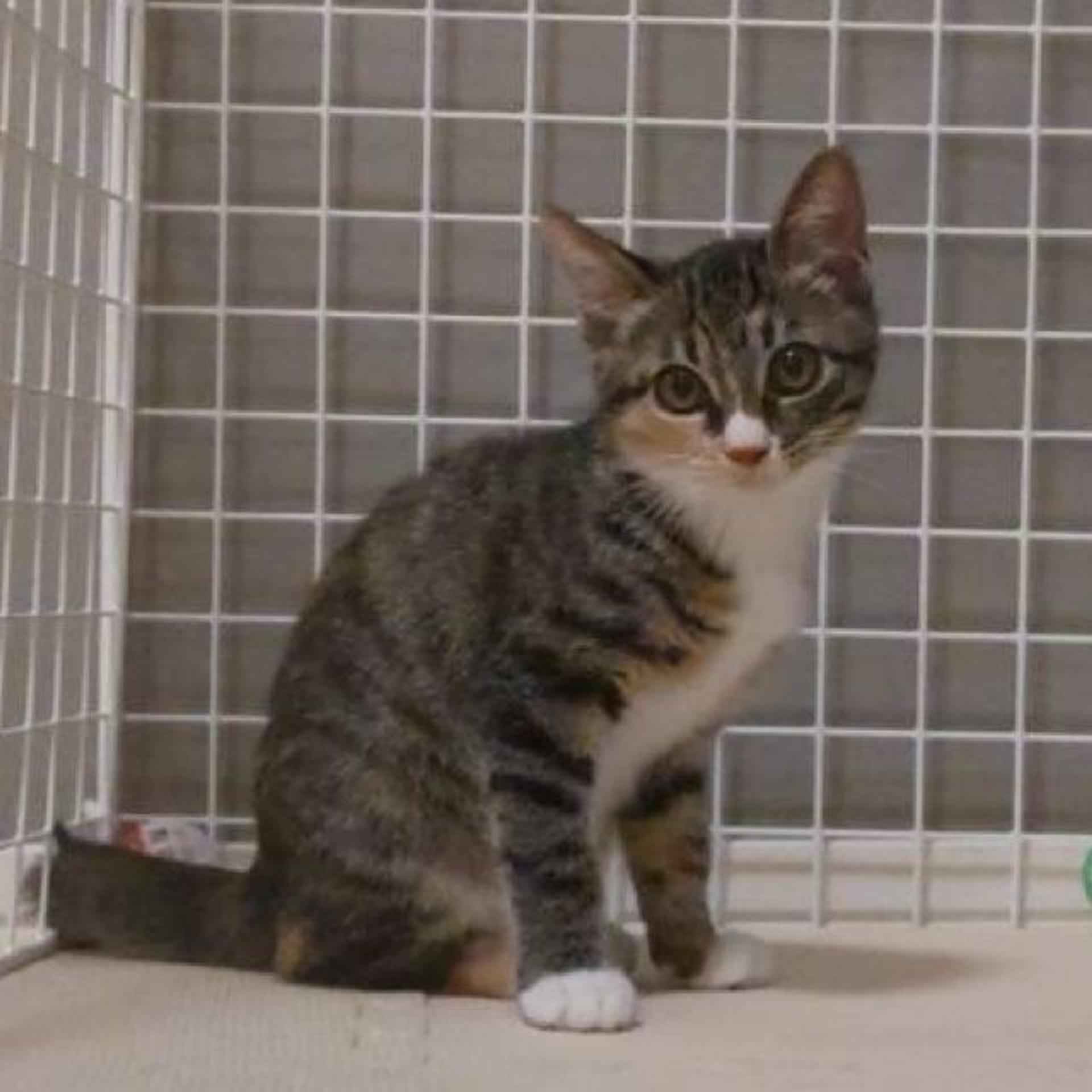 pet-image-6