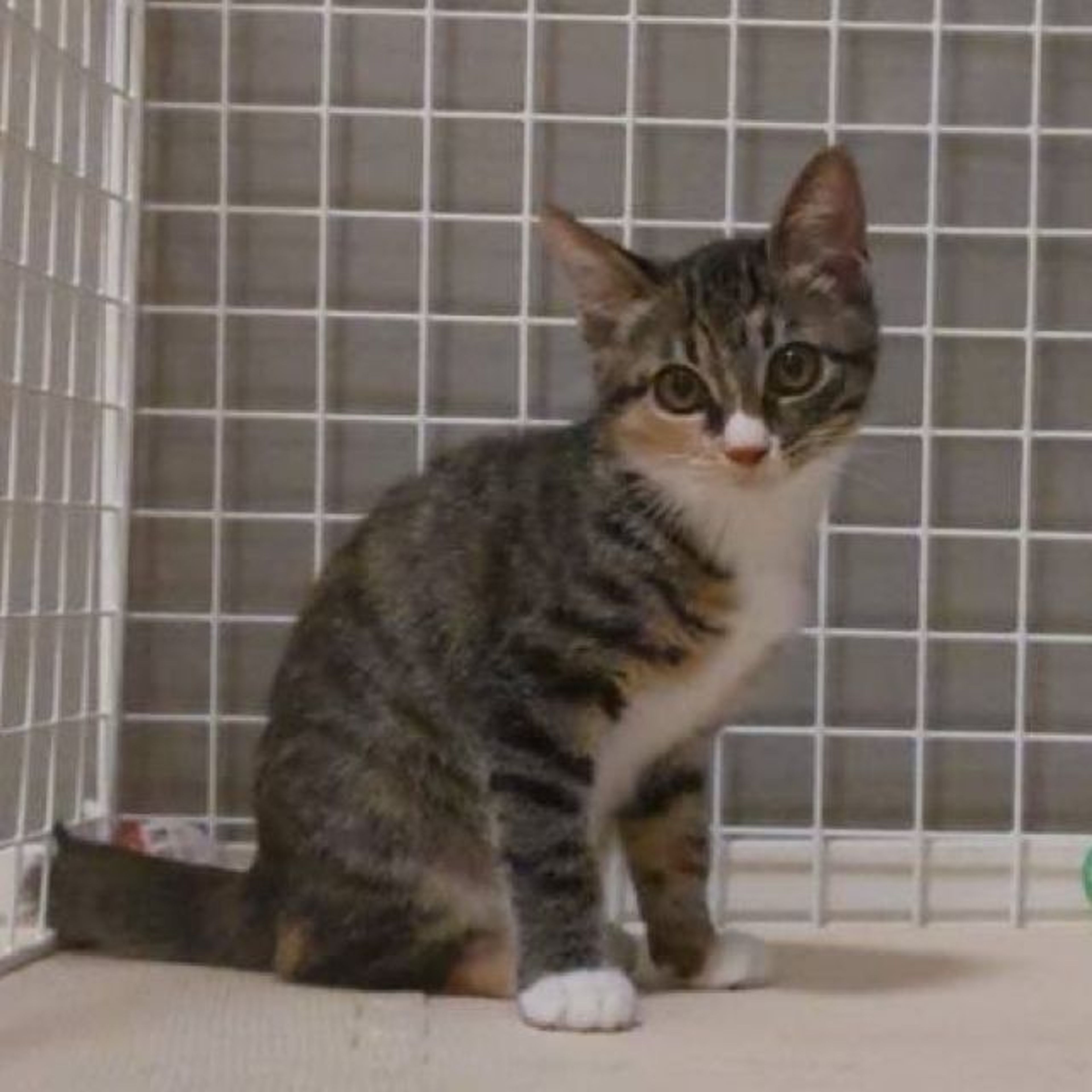 pet-image-6