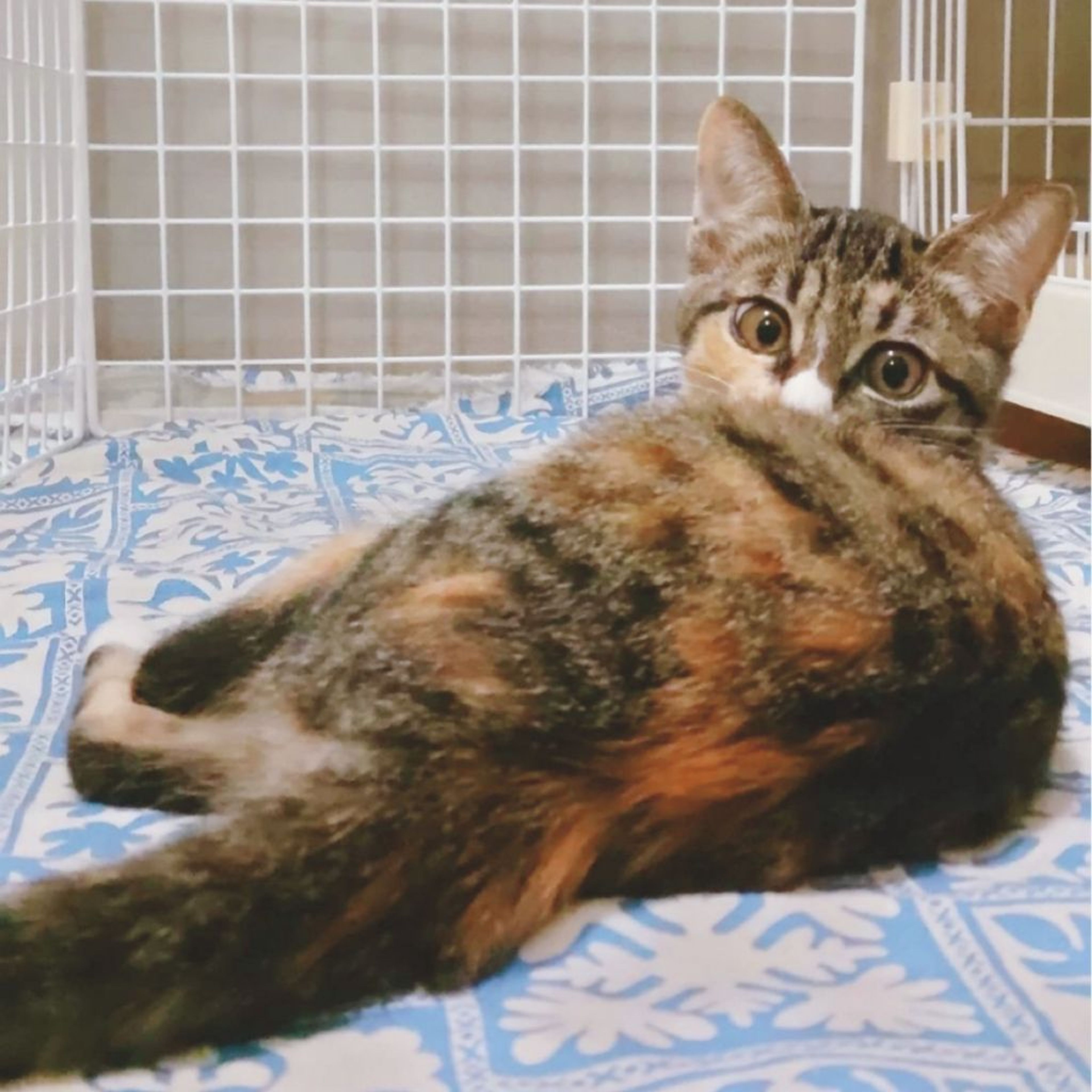 pet-image-8