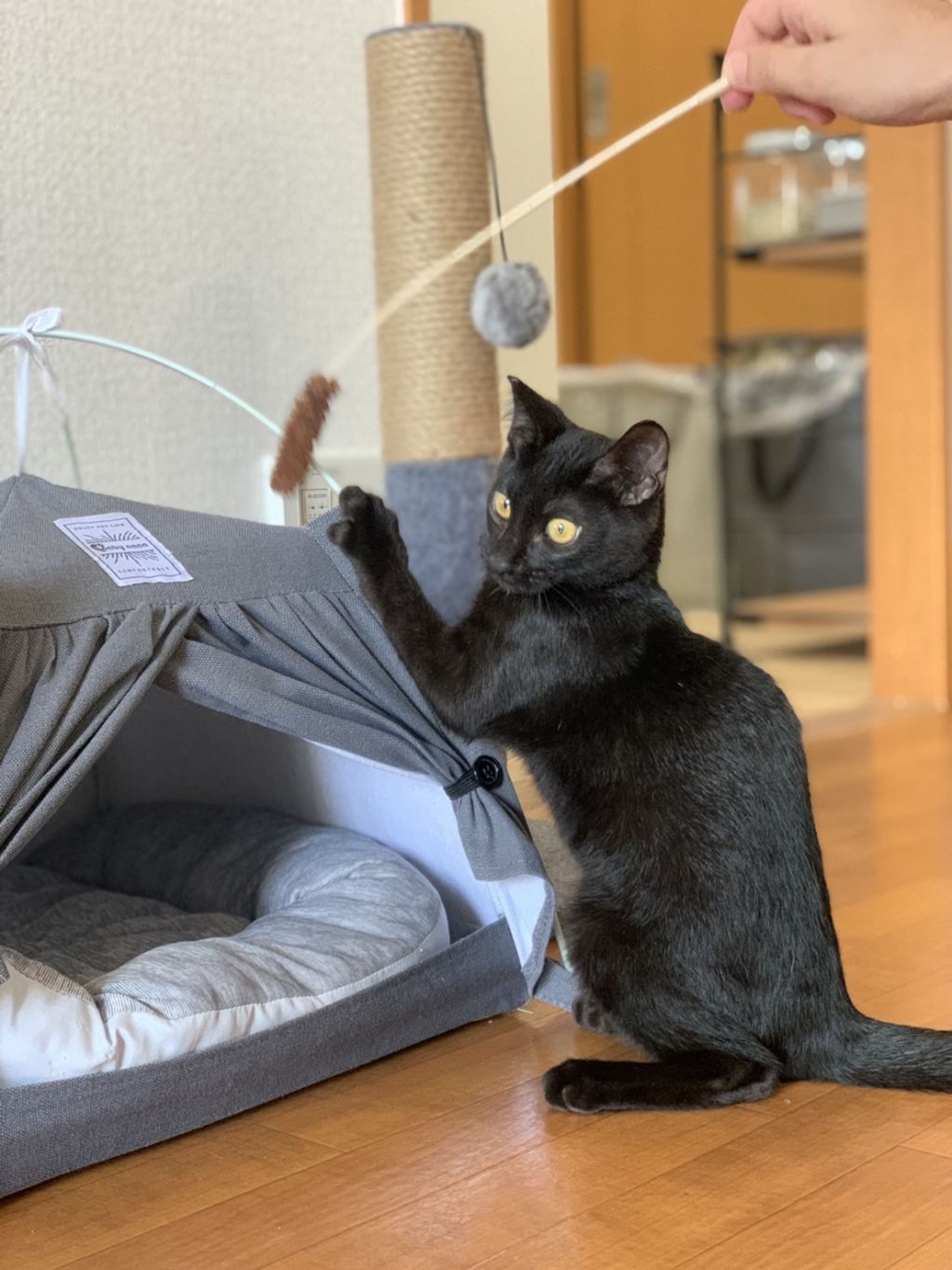 pet-image-2