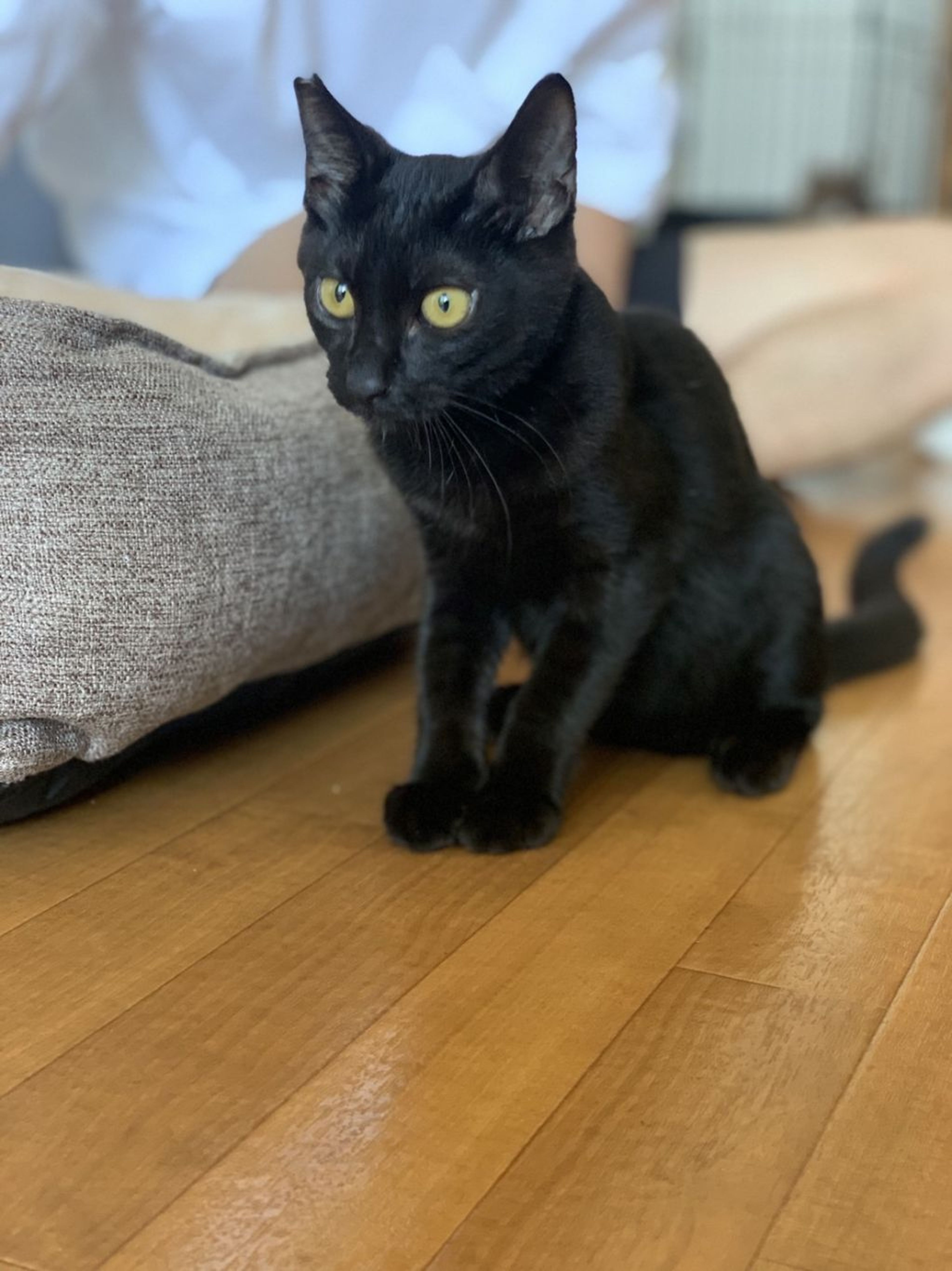 pet-image-4