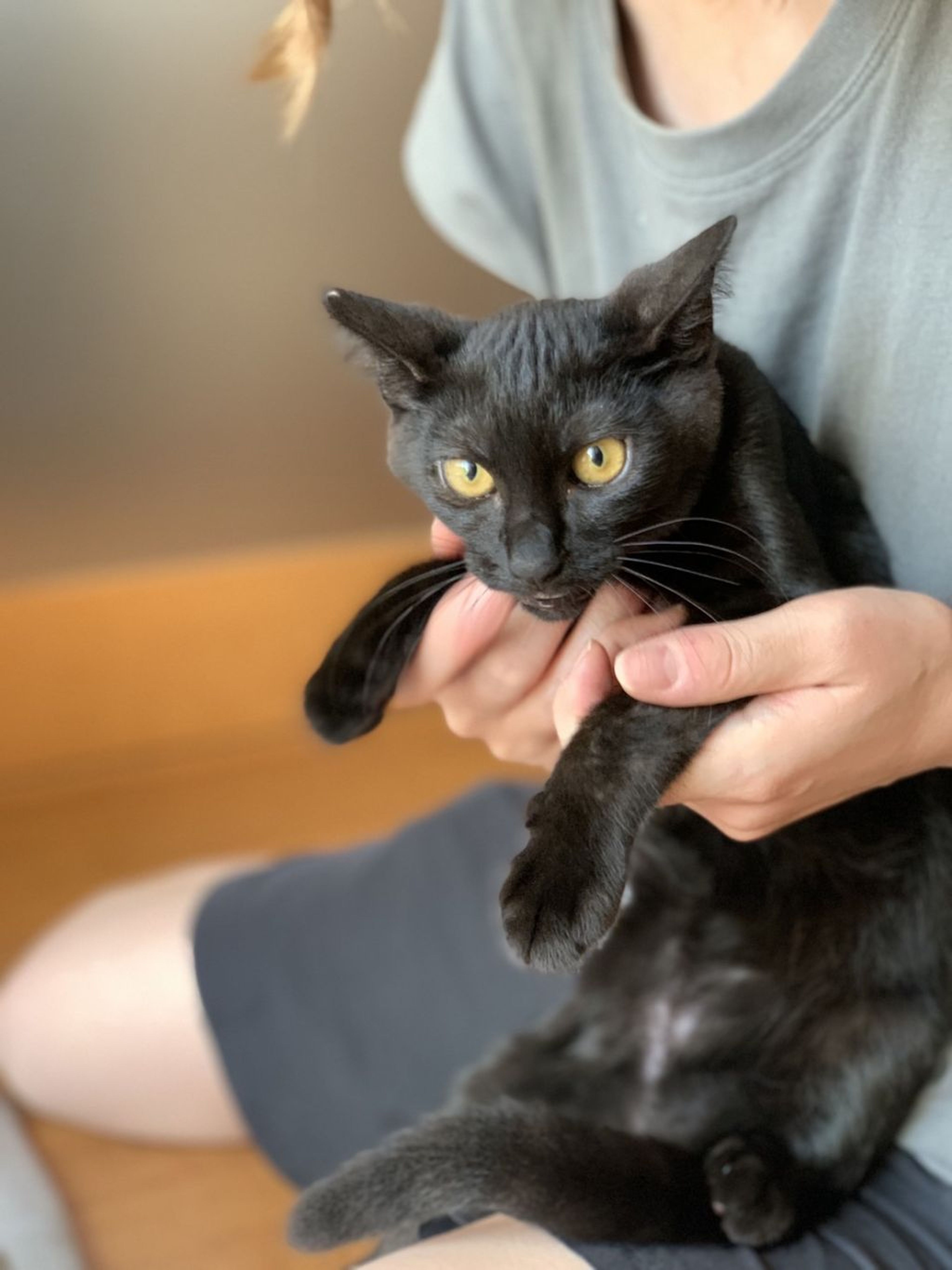 pet-image-6