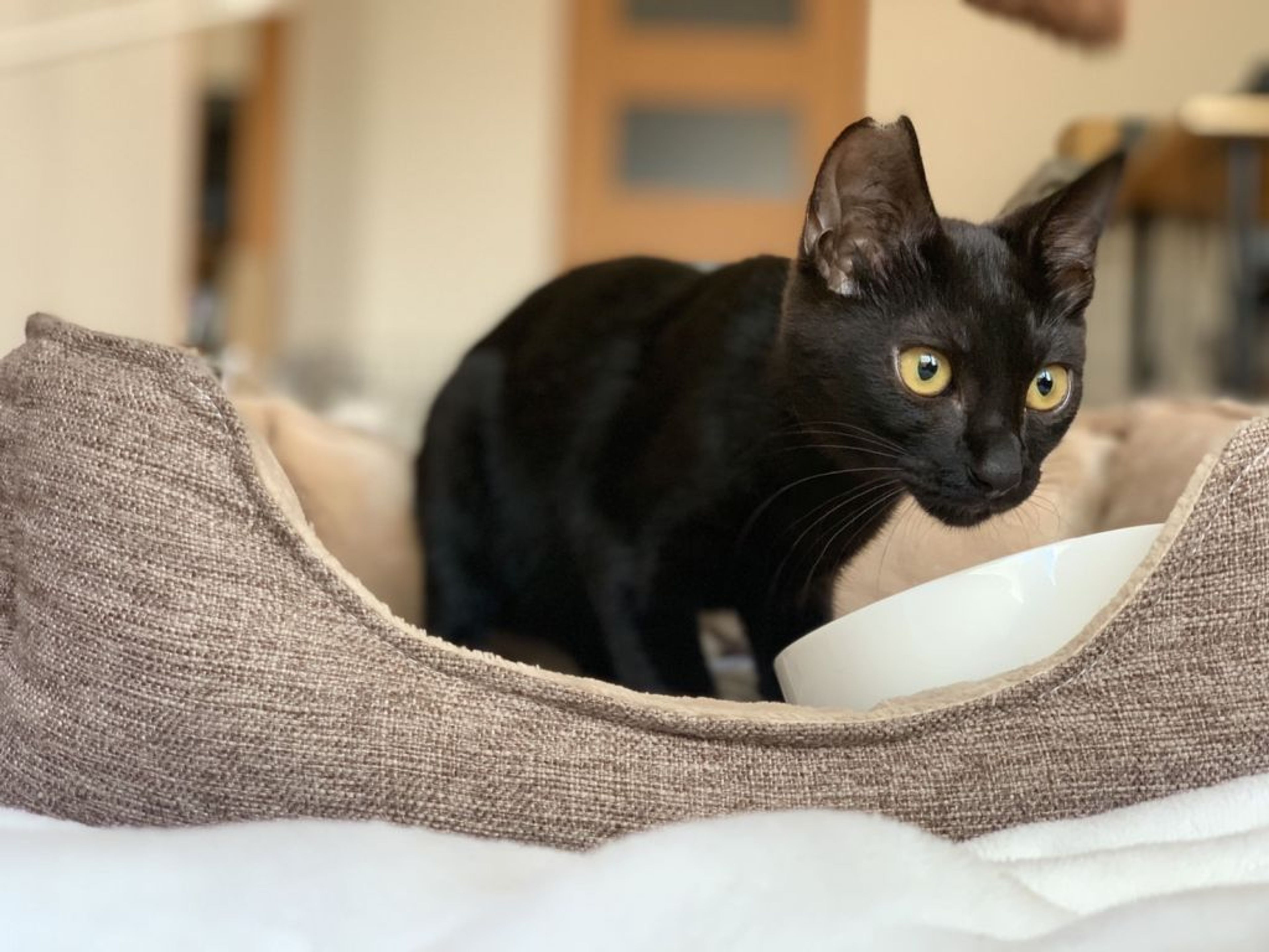 pet-image-7