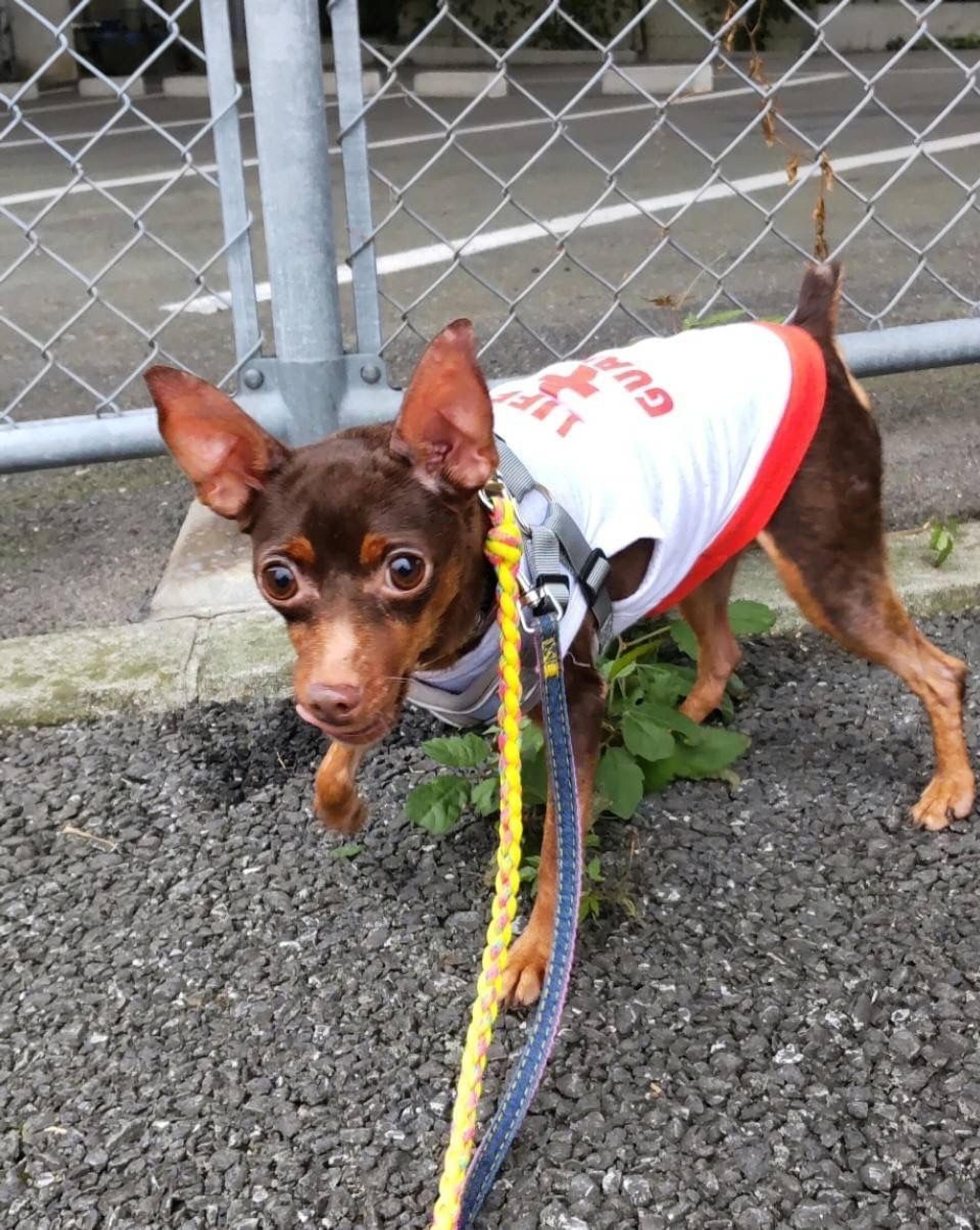pet-image-2