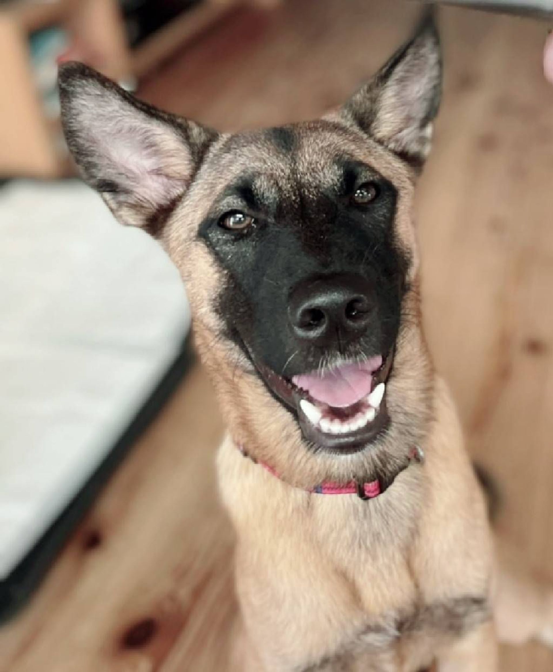 雑種（ミックス犬）・メスの里親募集の写真