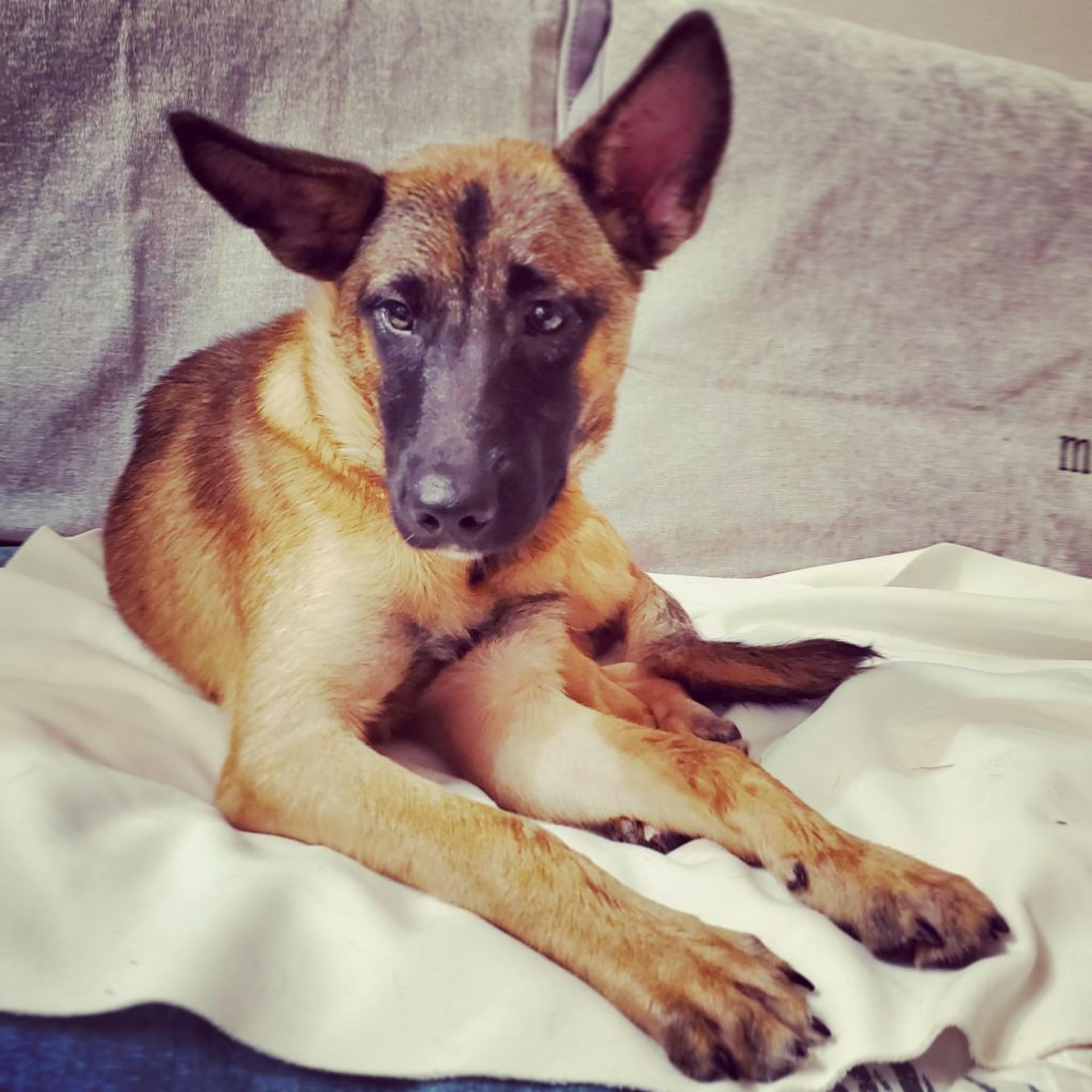 pet-image-2