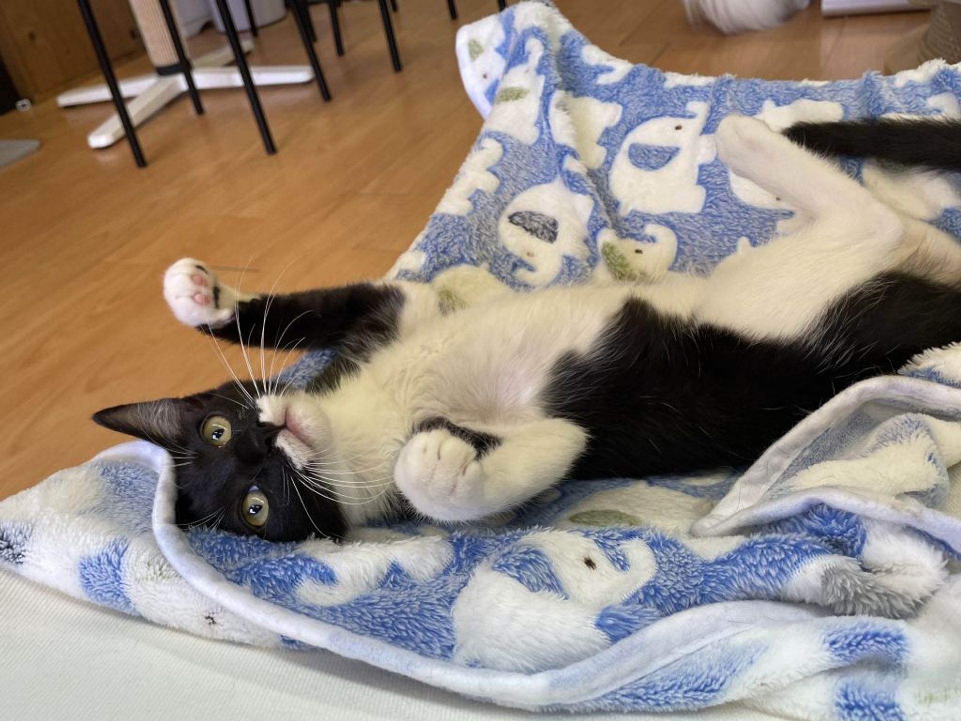 雑種（ミックス猫）・メスの里親募集の写真