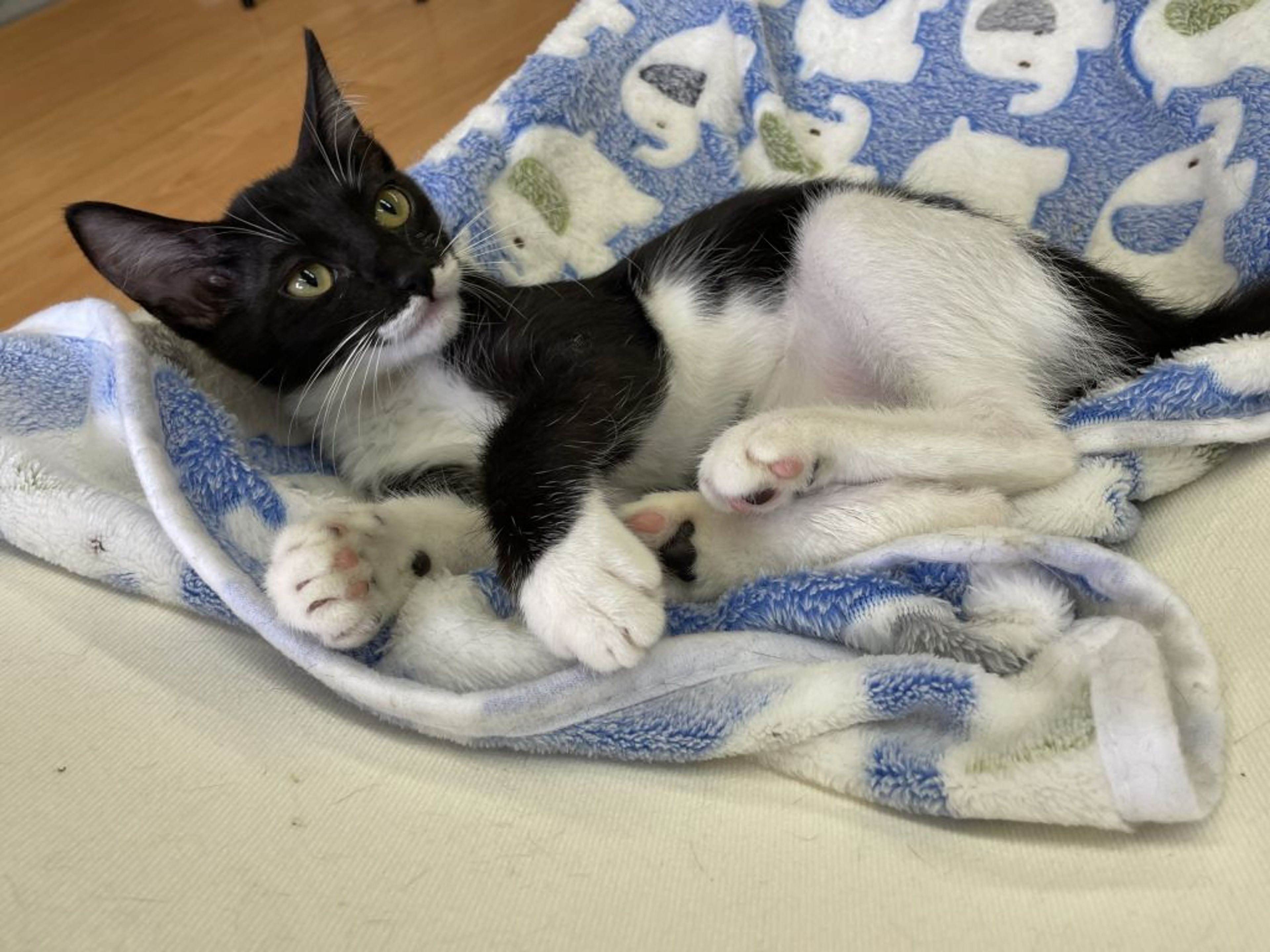 pet-image-2