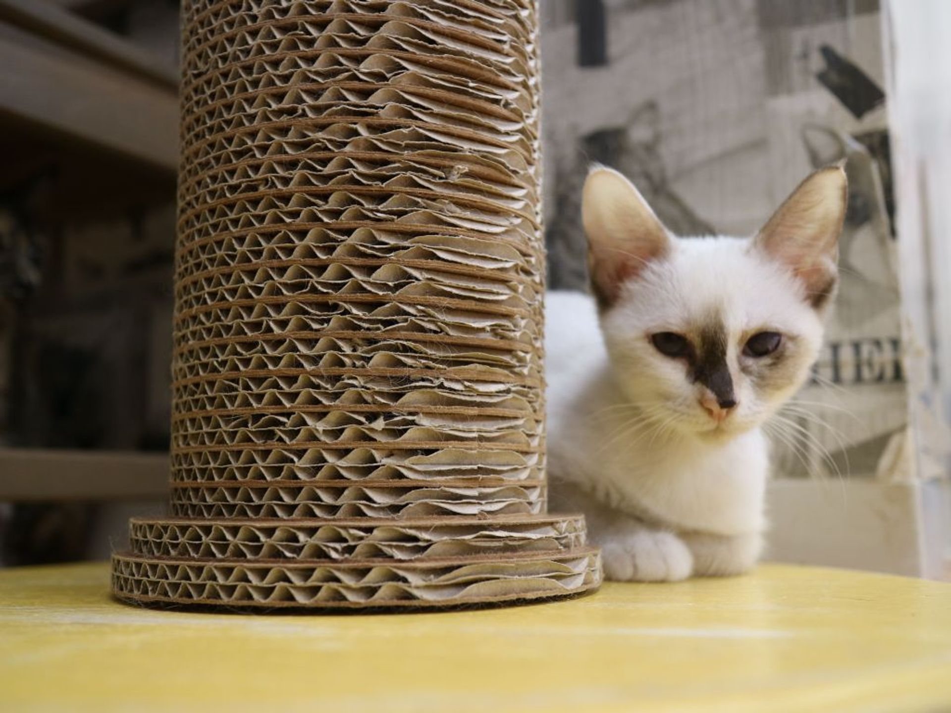 雑種（ミックス猫）・メスの里親募集の写真