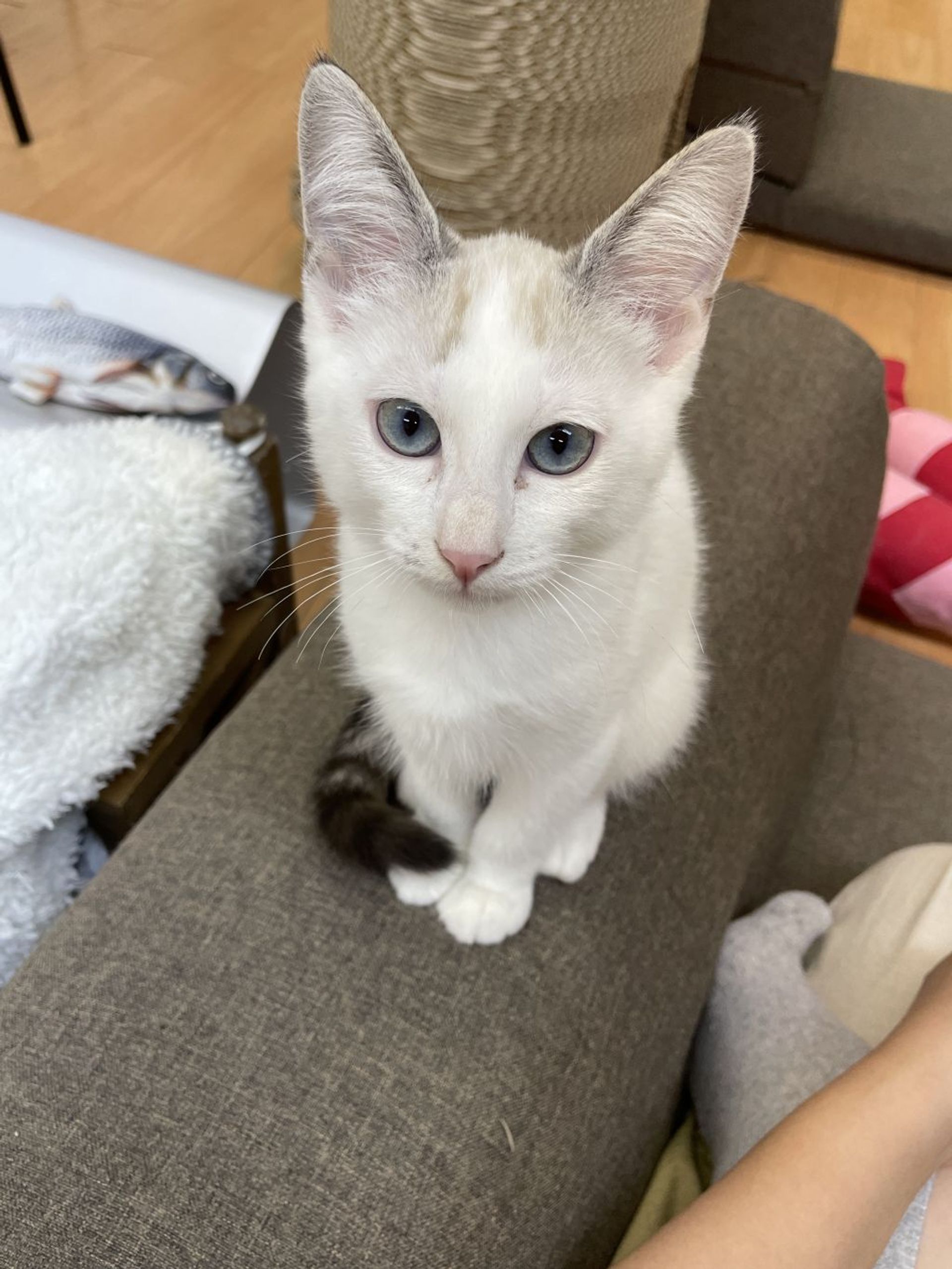 雑種（ミックス猫）・オスの里親募集の写真