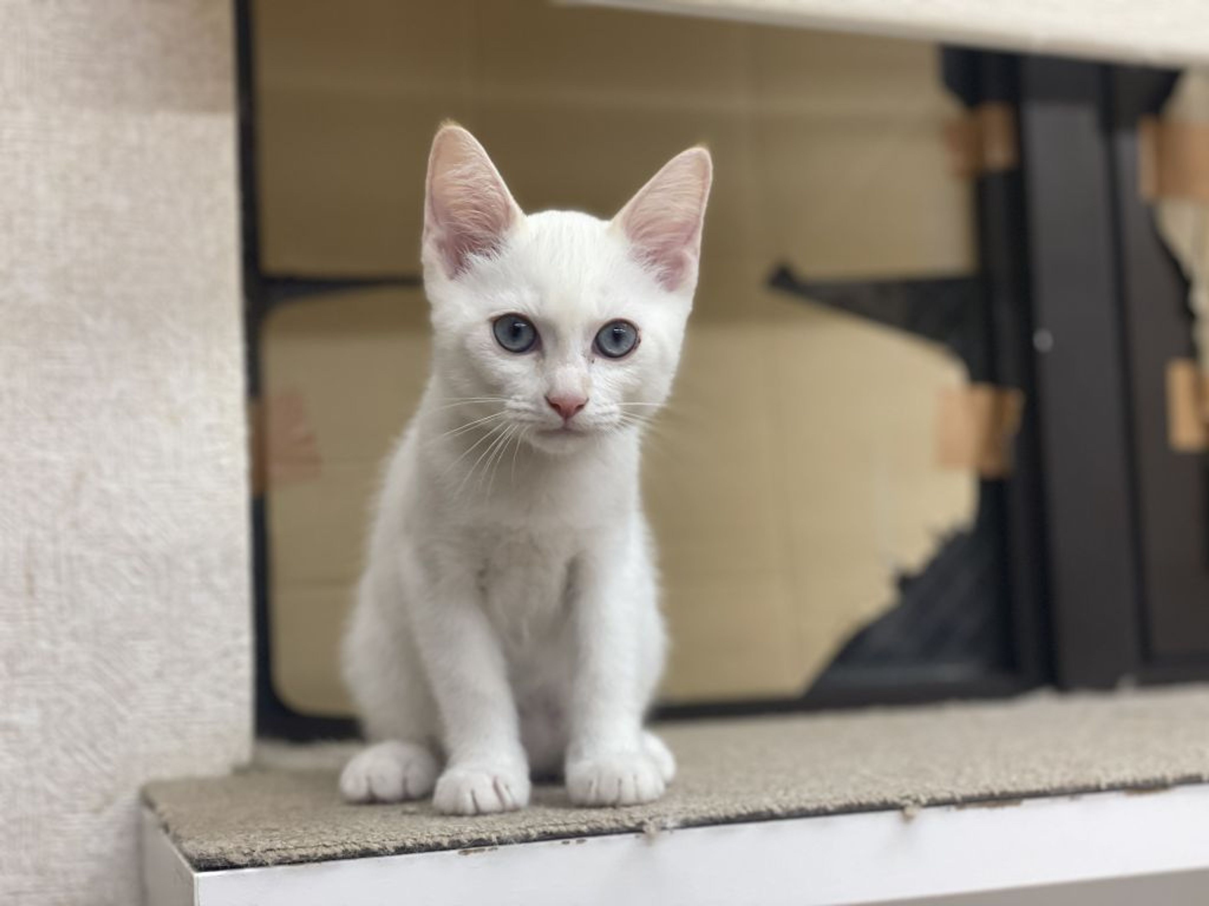 雑種（ミックス猫）・オスの里親募集の写真