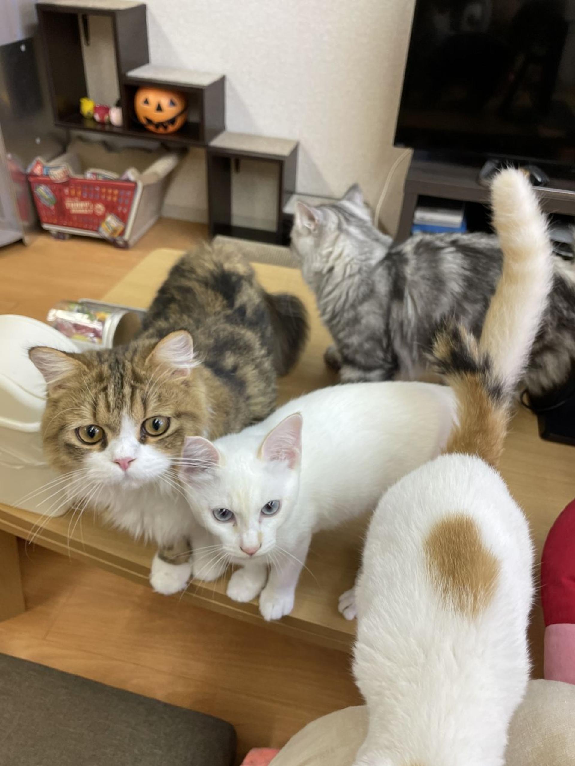 pet-image-2