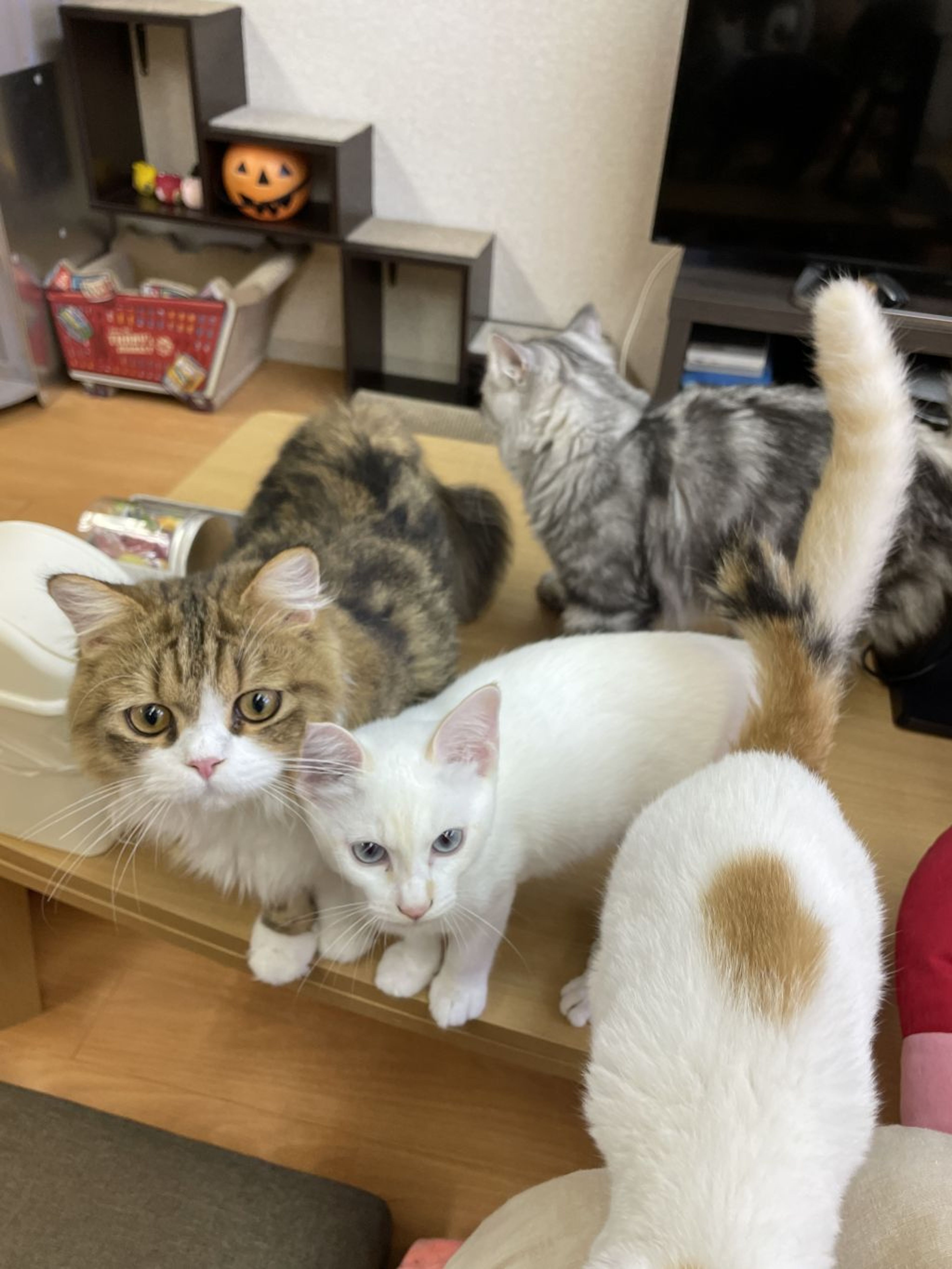 pet-image-2