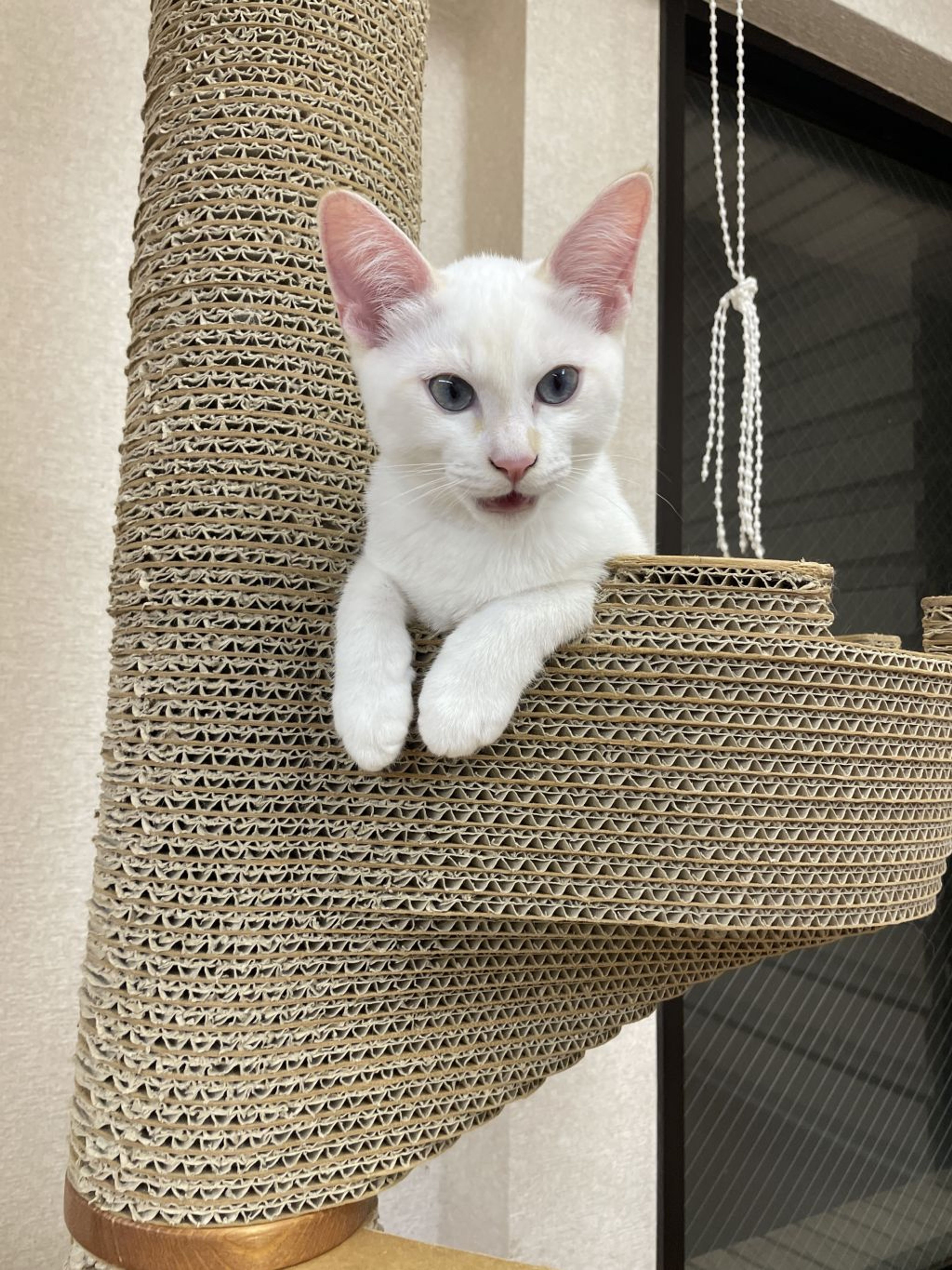 pet-image-3
