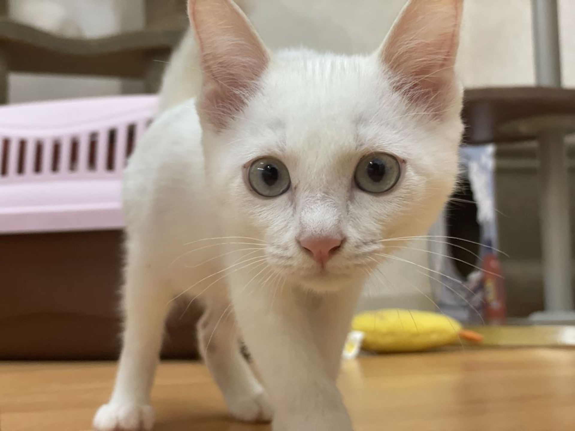 雑種（ミックス猫）・オスの里親募集の写真