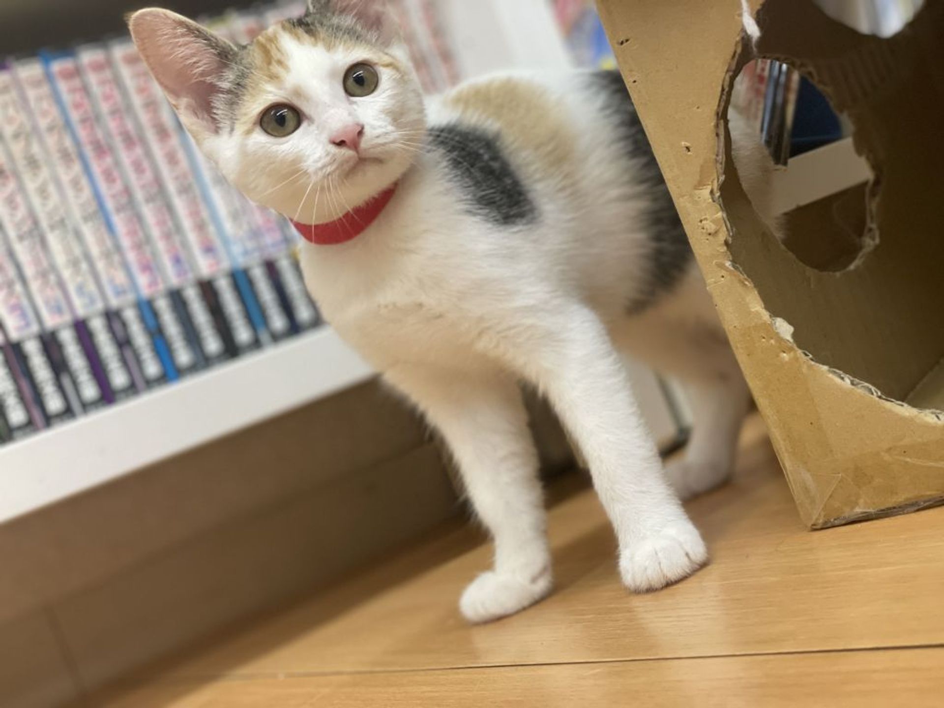 雑種（ミックス猫）・メスの里親募集の写真