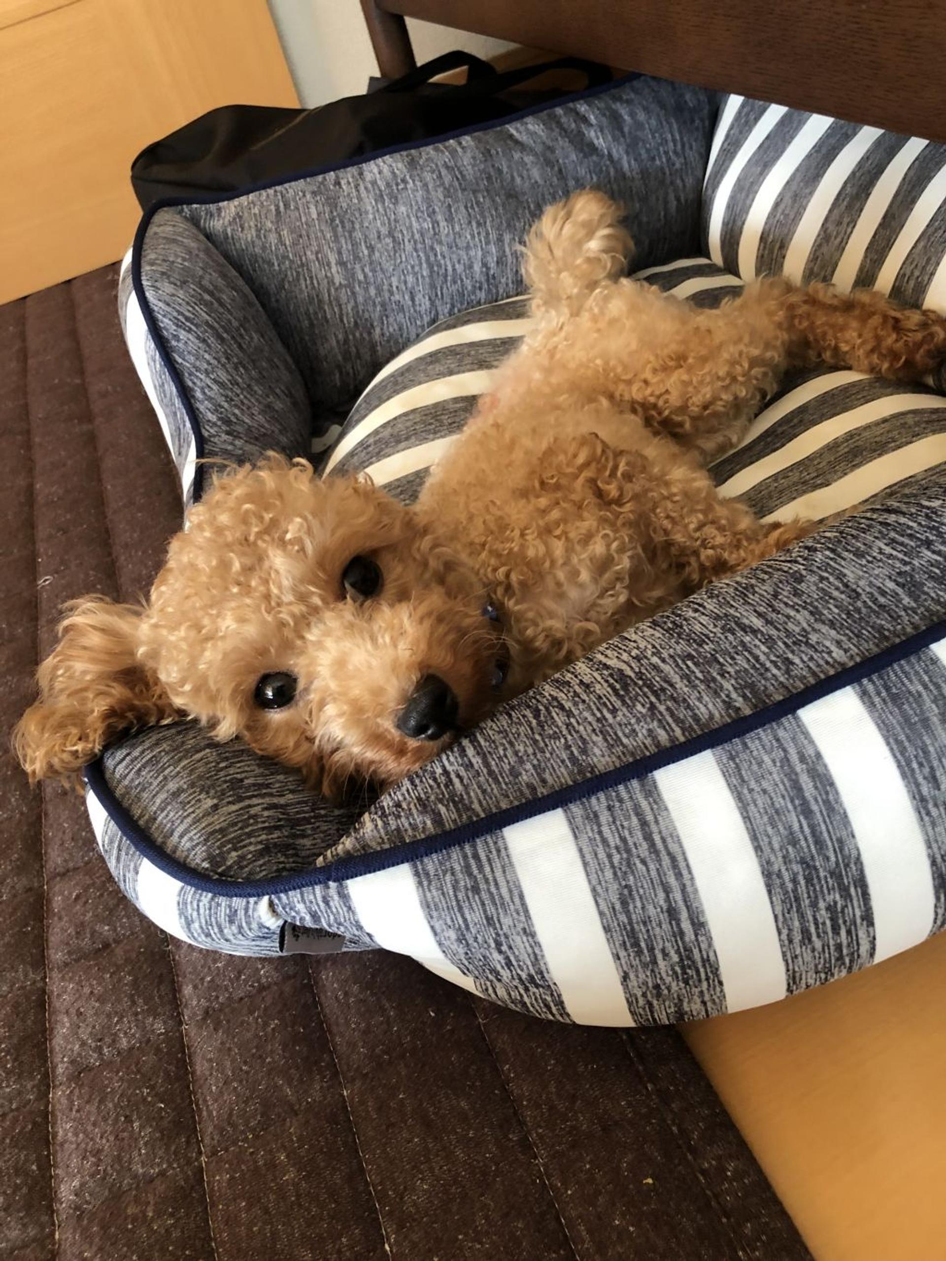 pet-image-2