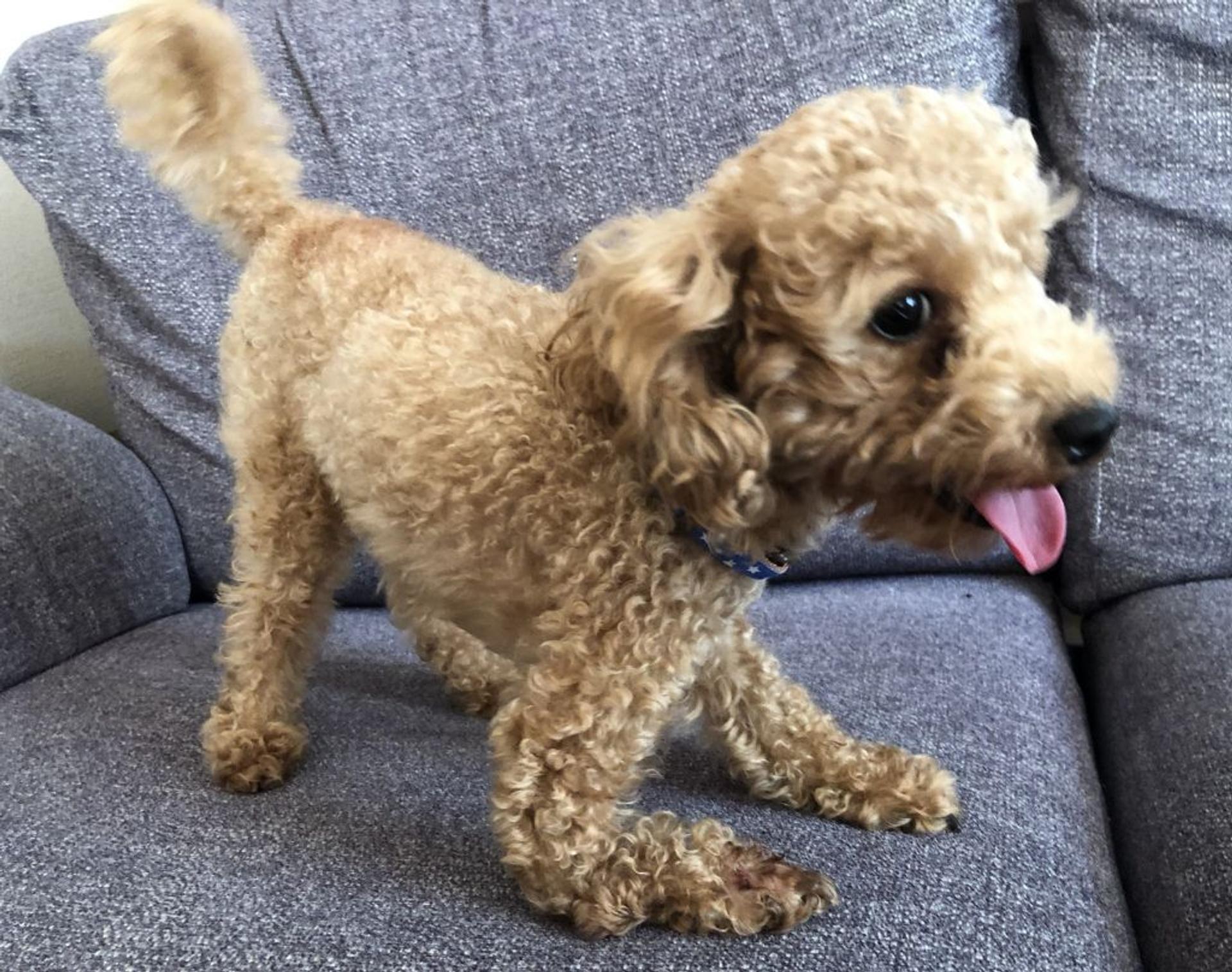 pet-image-7