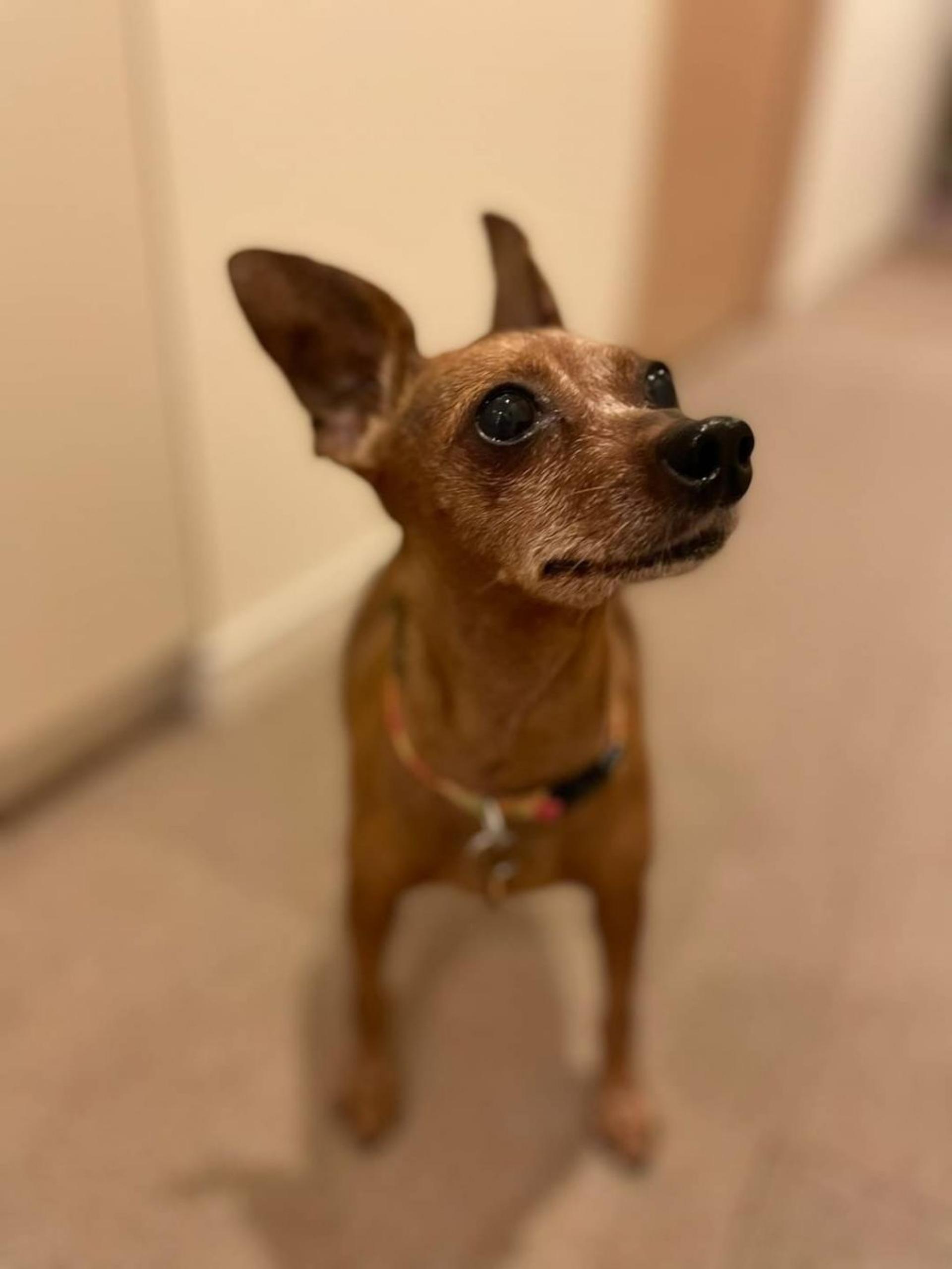pet-image-2