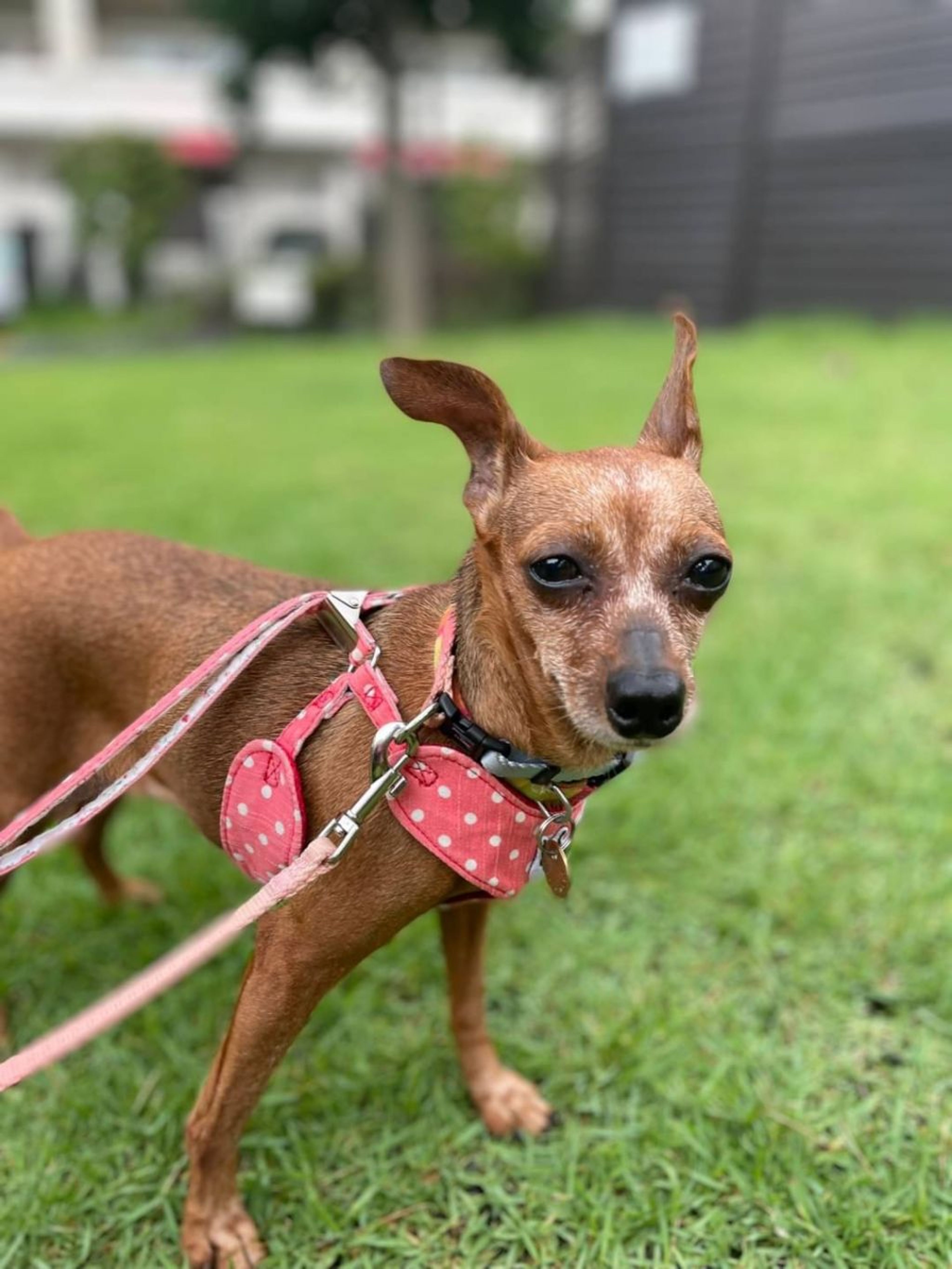 pet-image-3