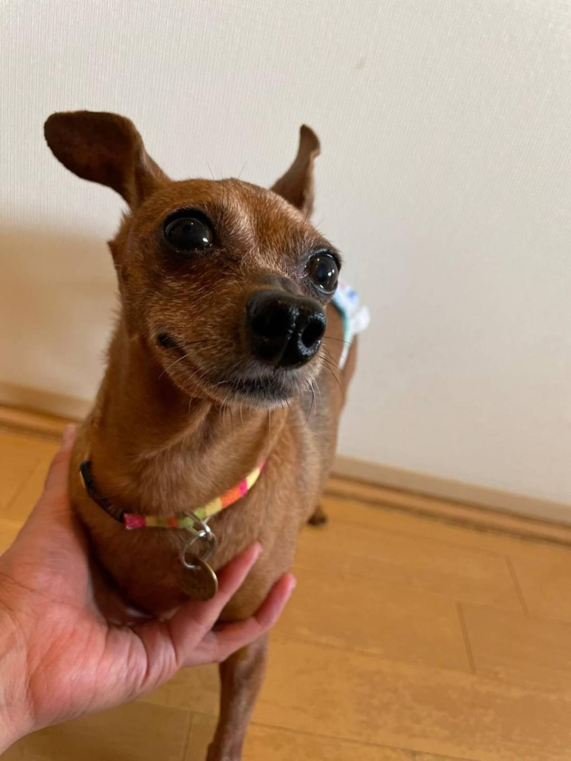 pet-image-8
