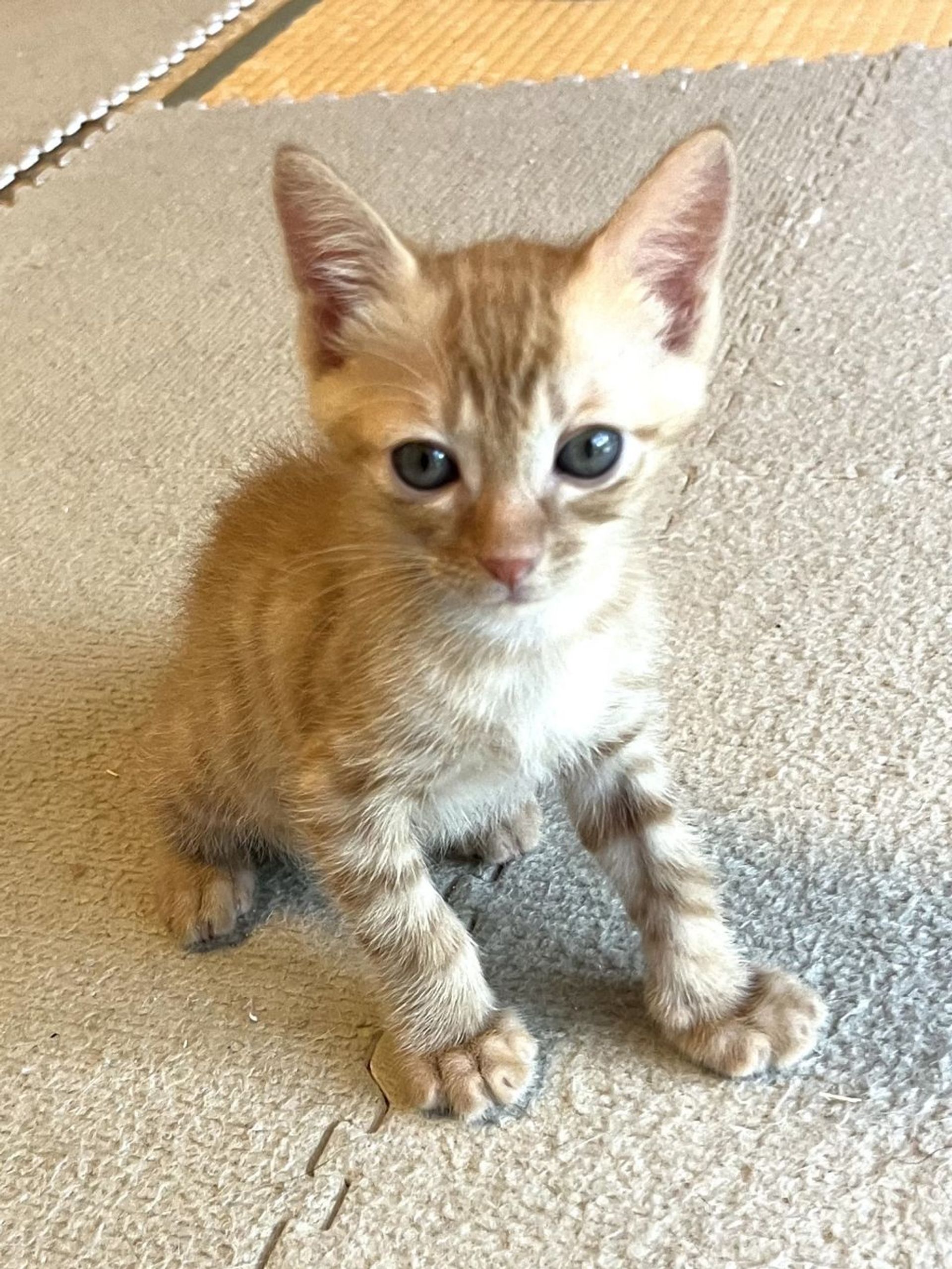 雑種（ミックス猫）・オスの里親募集の写真