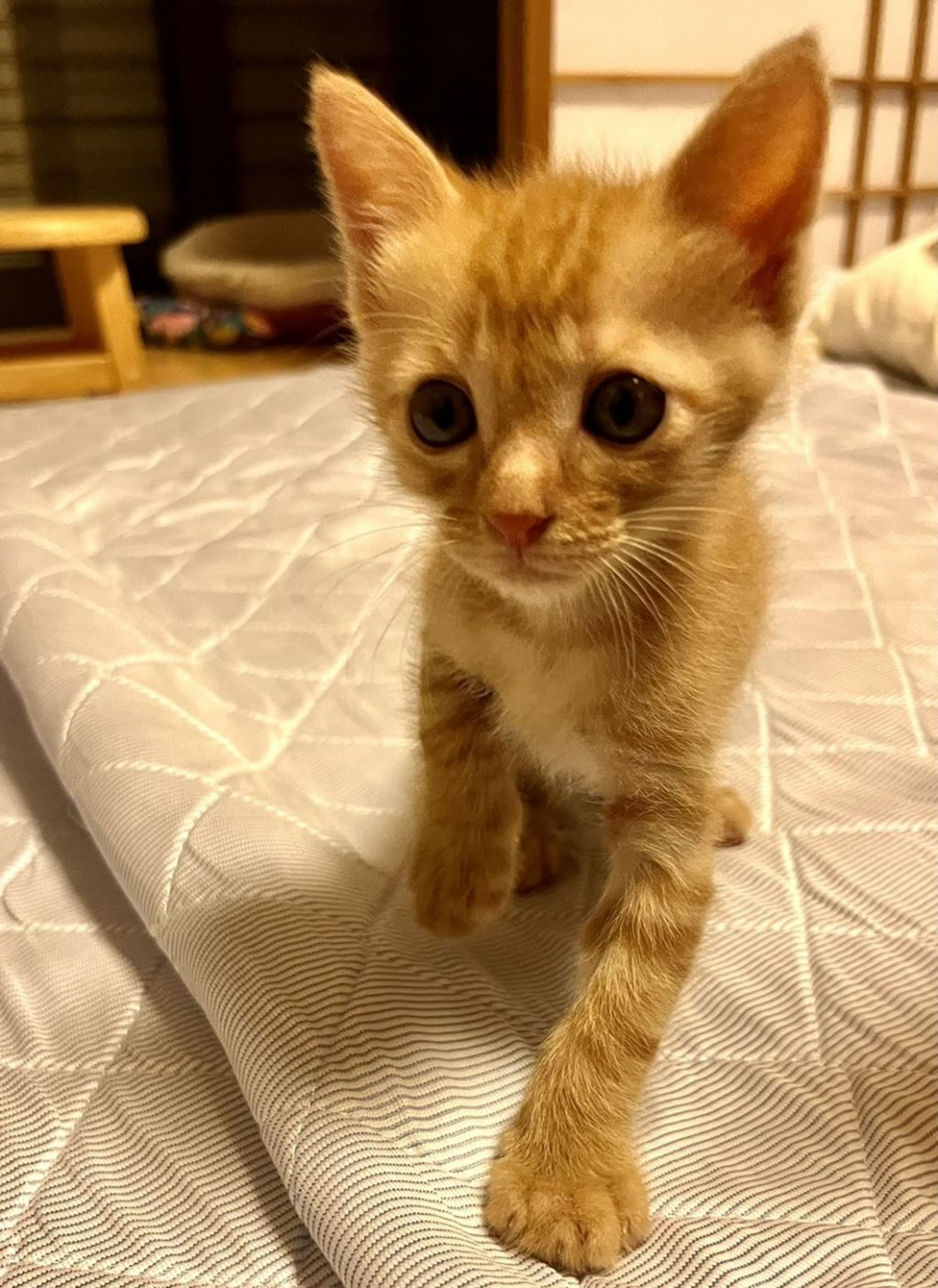 pet-image-3