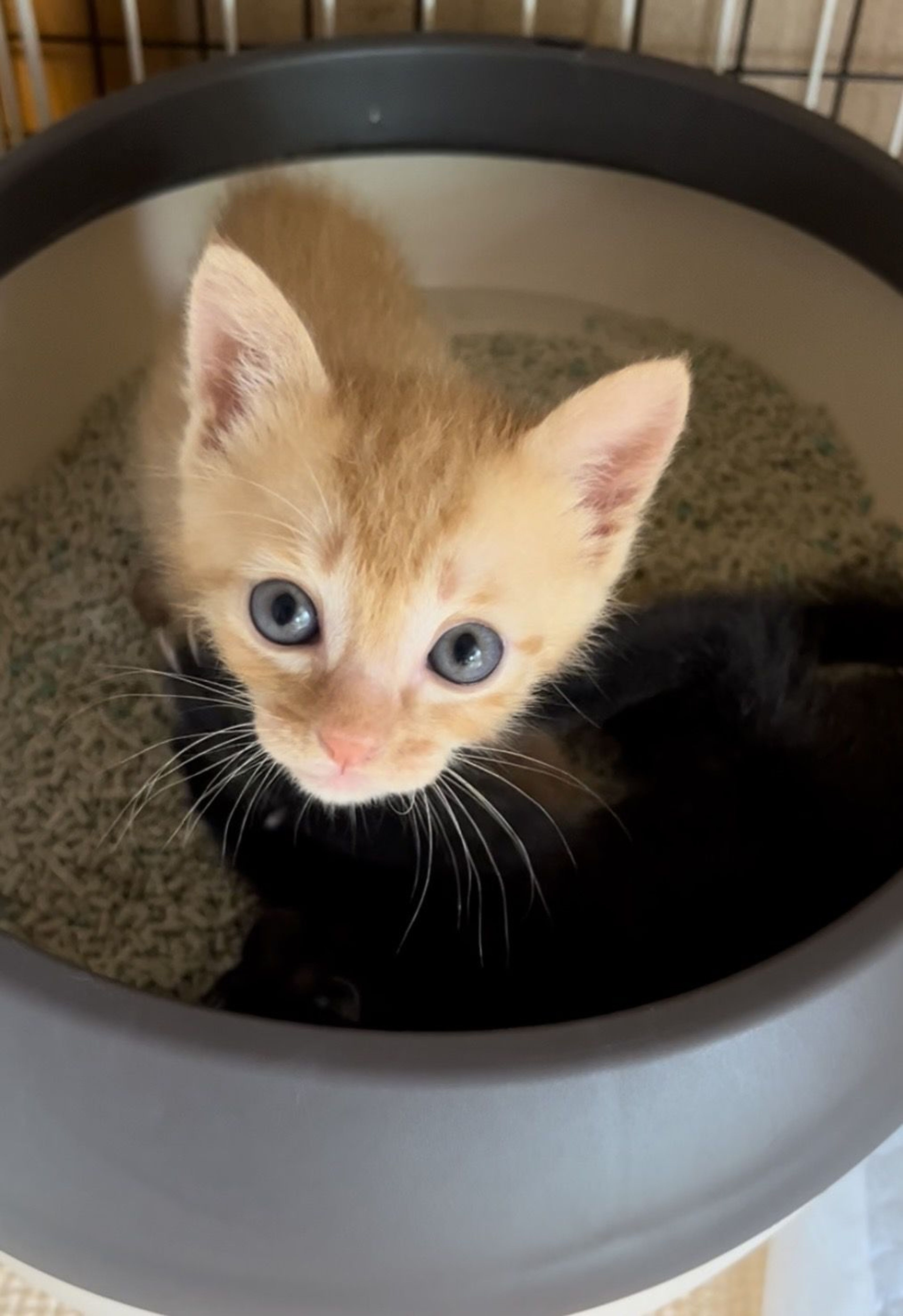 pet-image-4