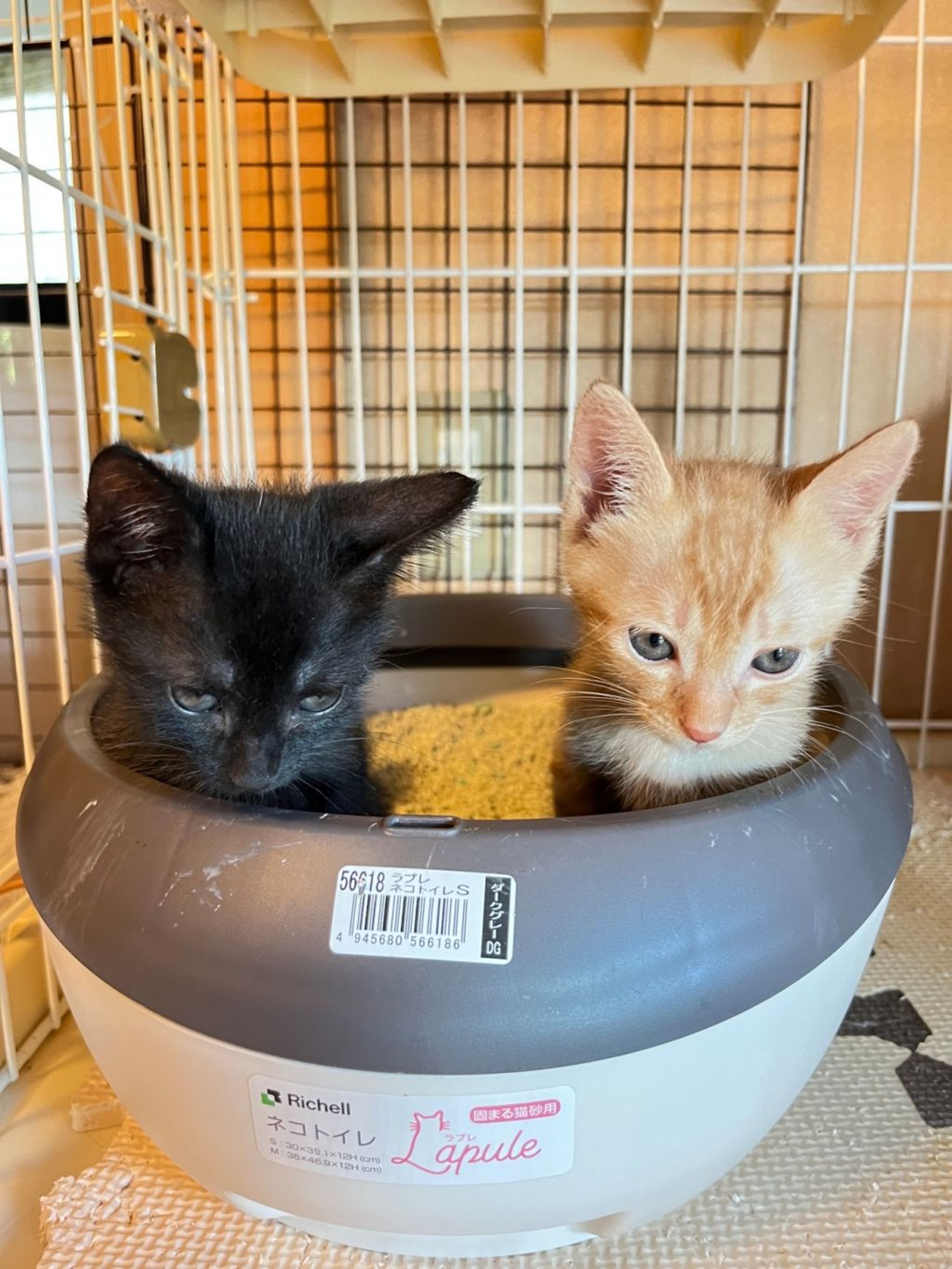pet-image-6