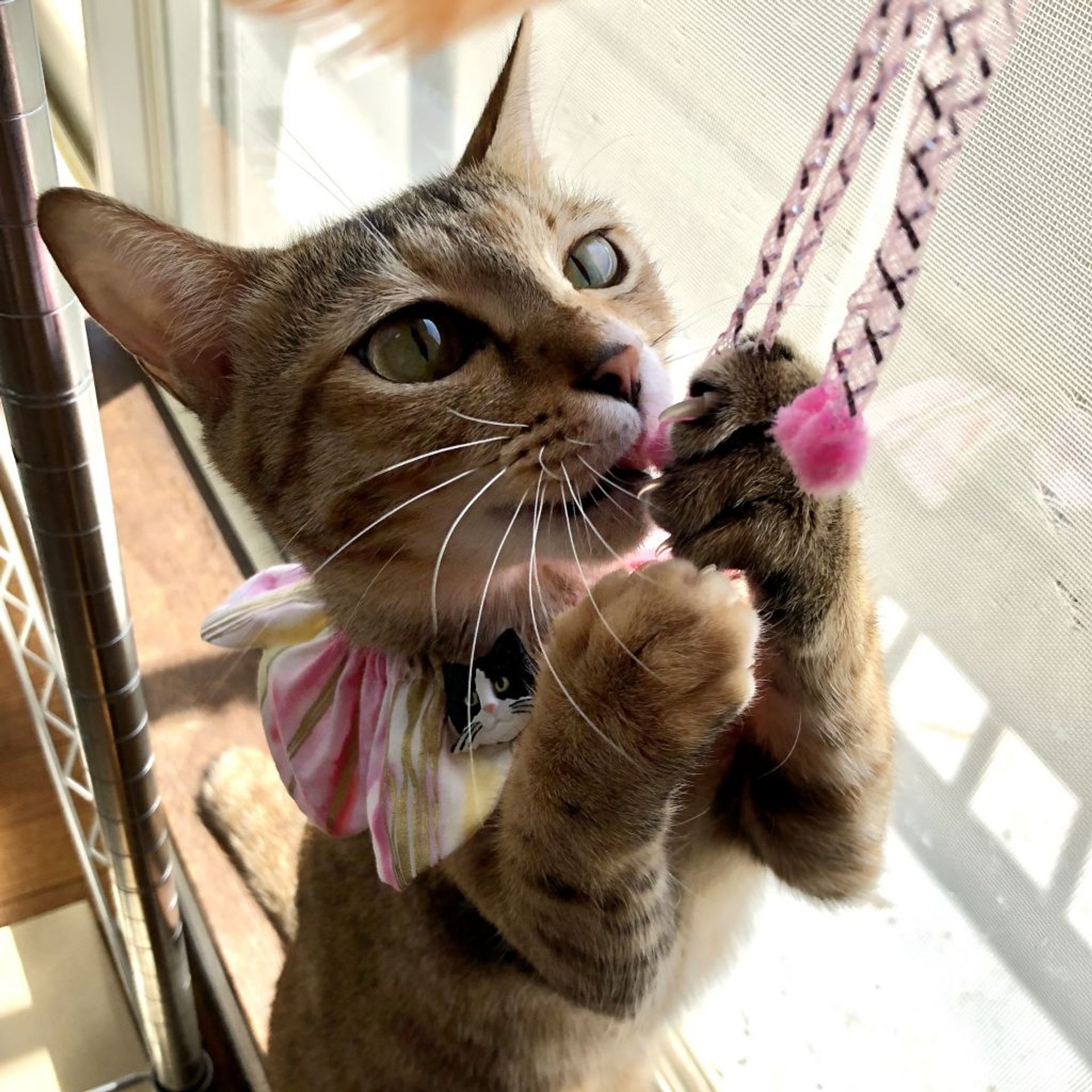 雑種（ミックス猫）・メスの里親募集の写真