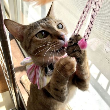 琥珀ちゃんの写真