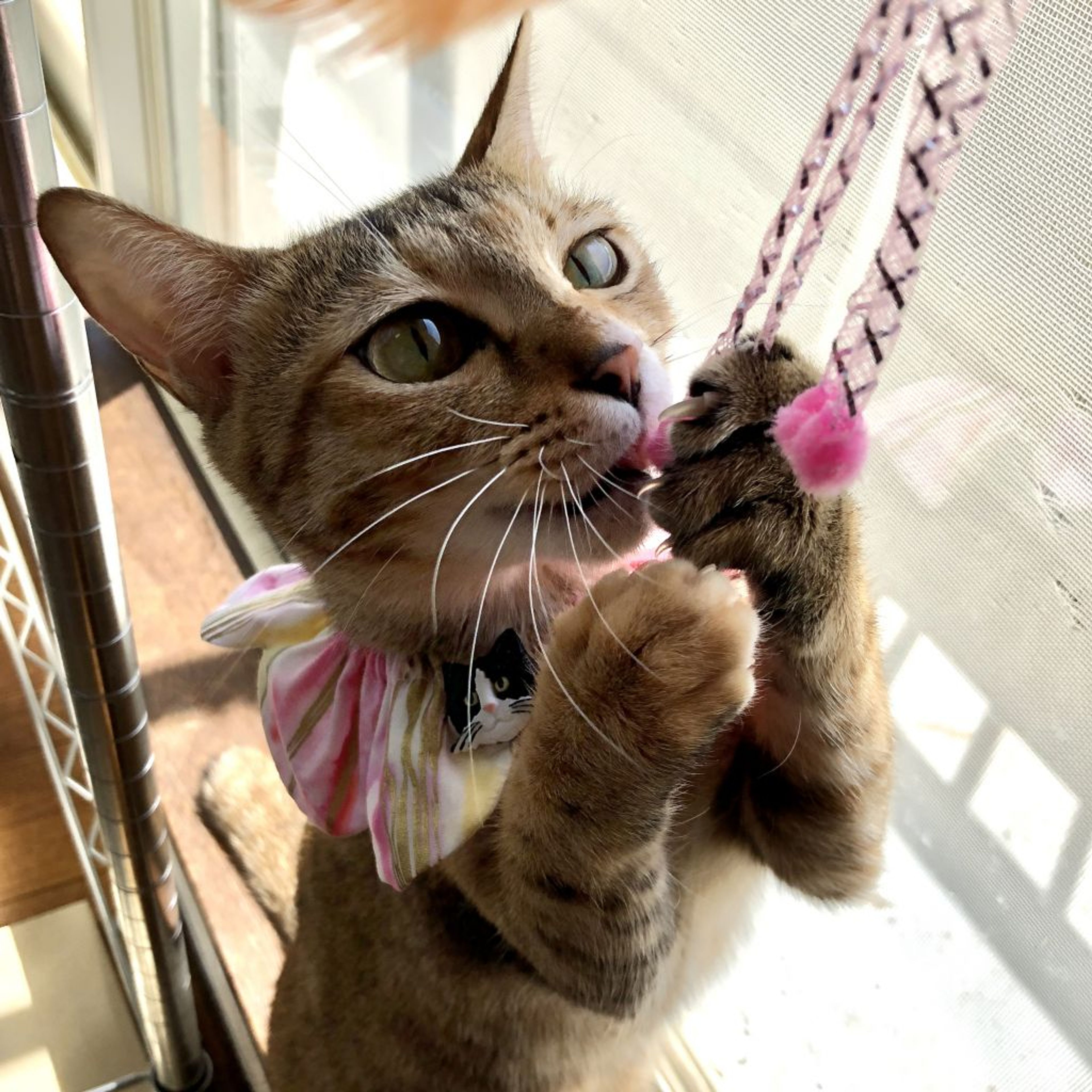 雑種（ミックス猫）・メスの里親募集の写真