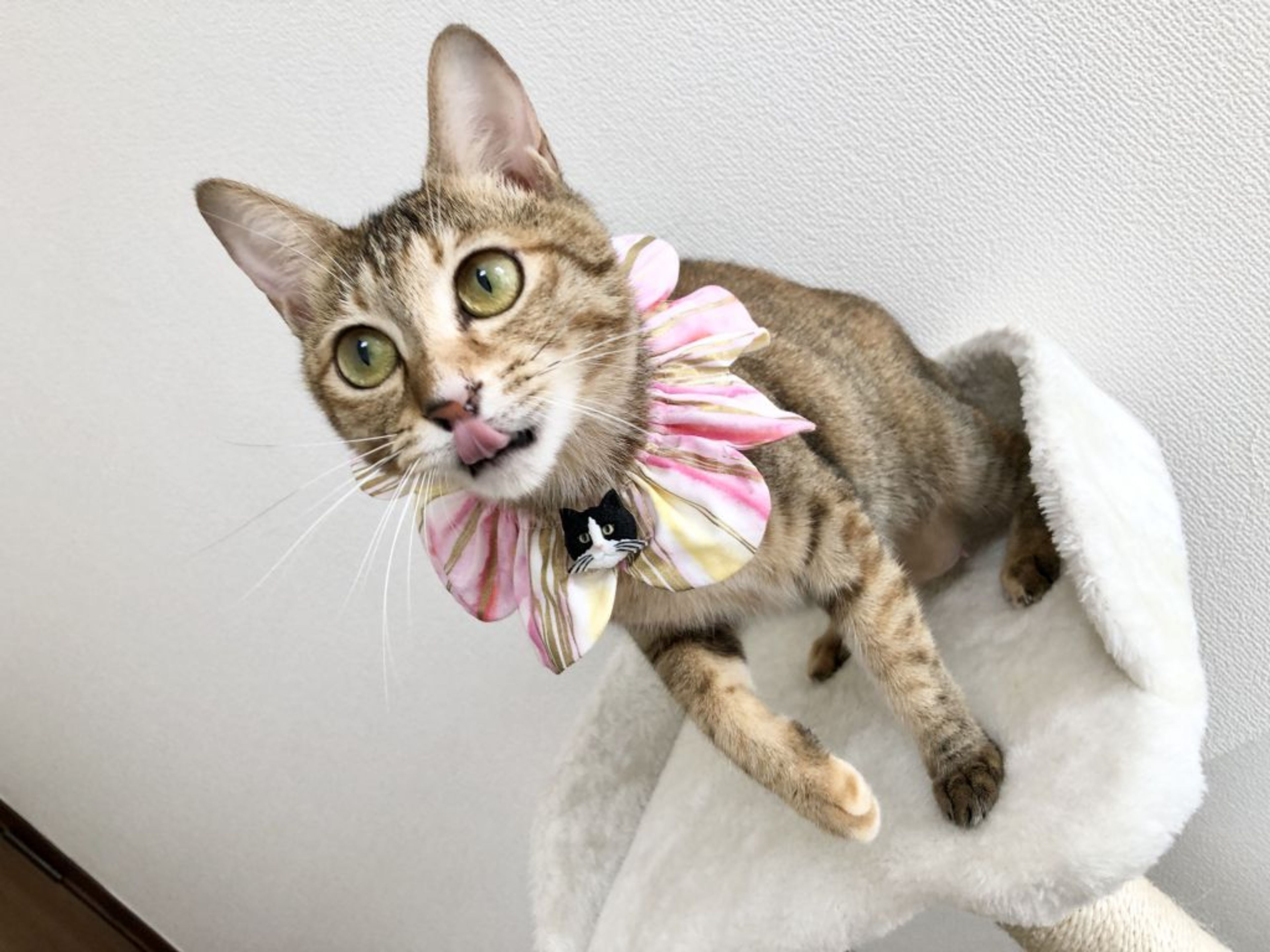 pet-image-2