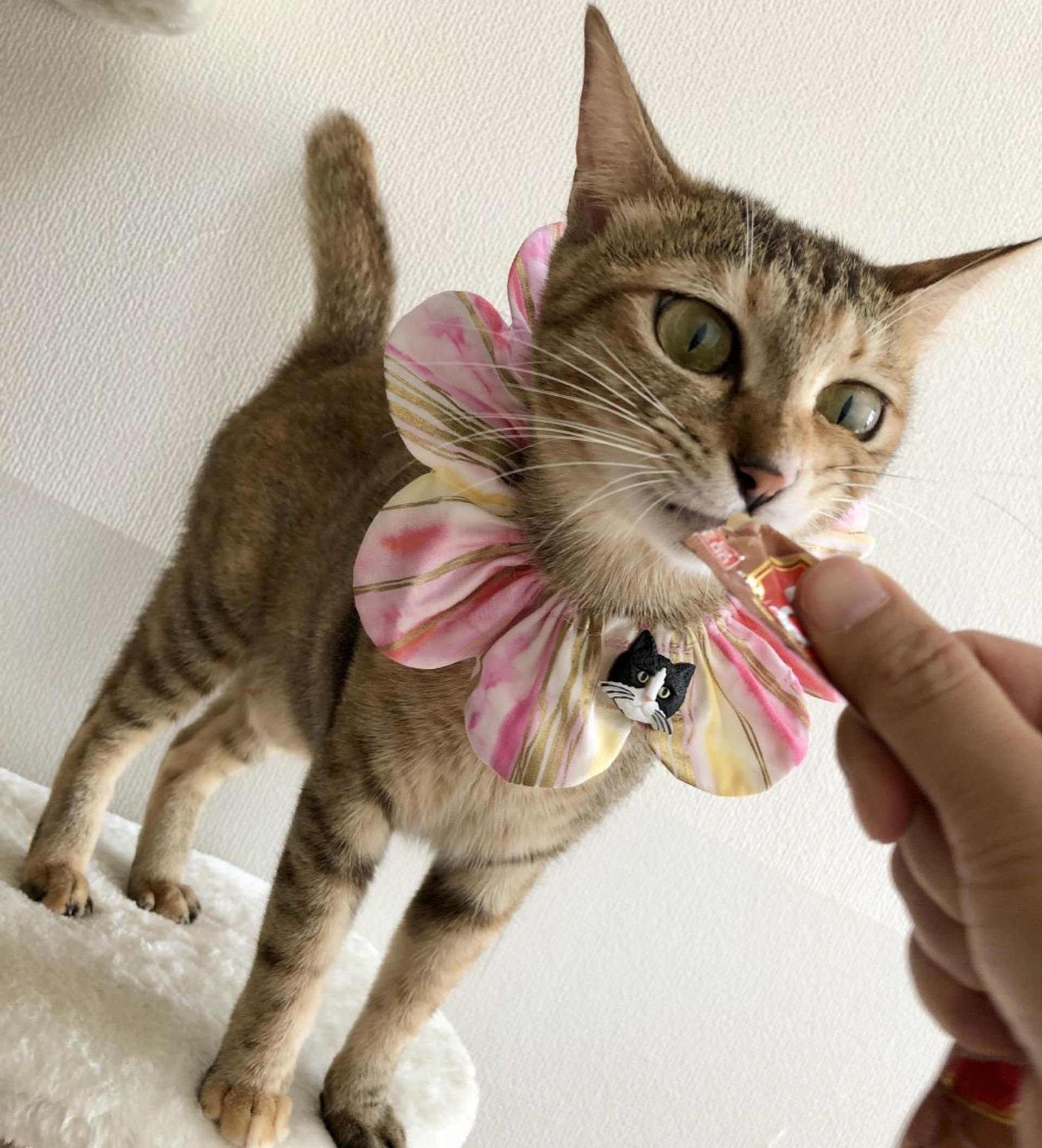 pet-image-3