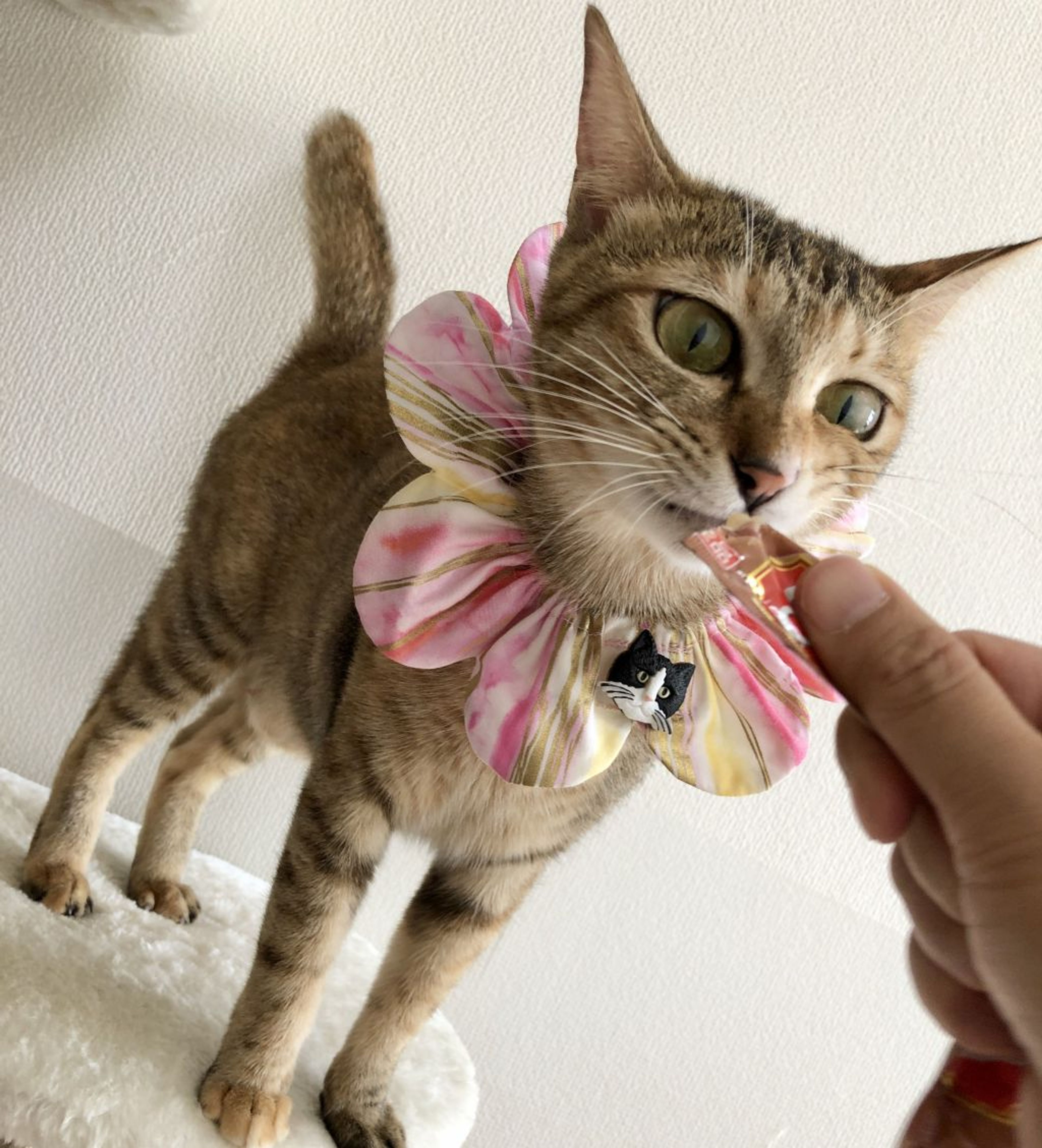 pet-image-3