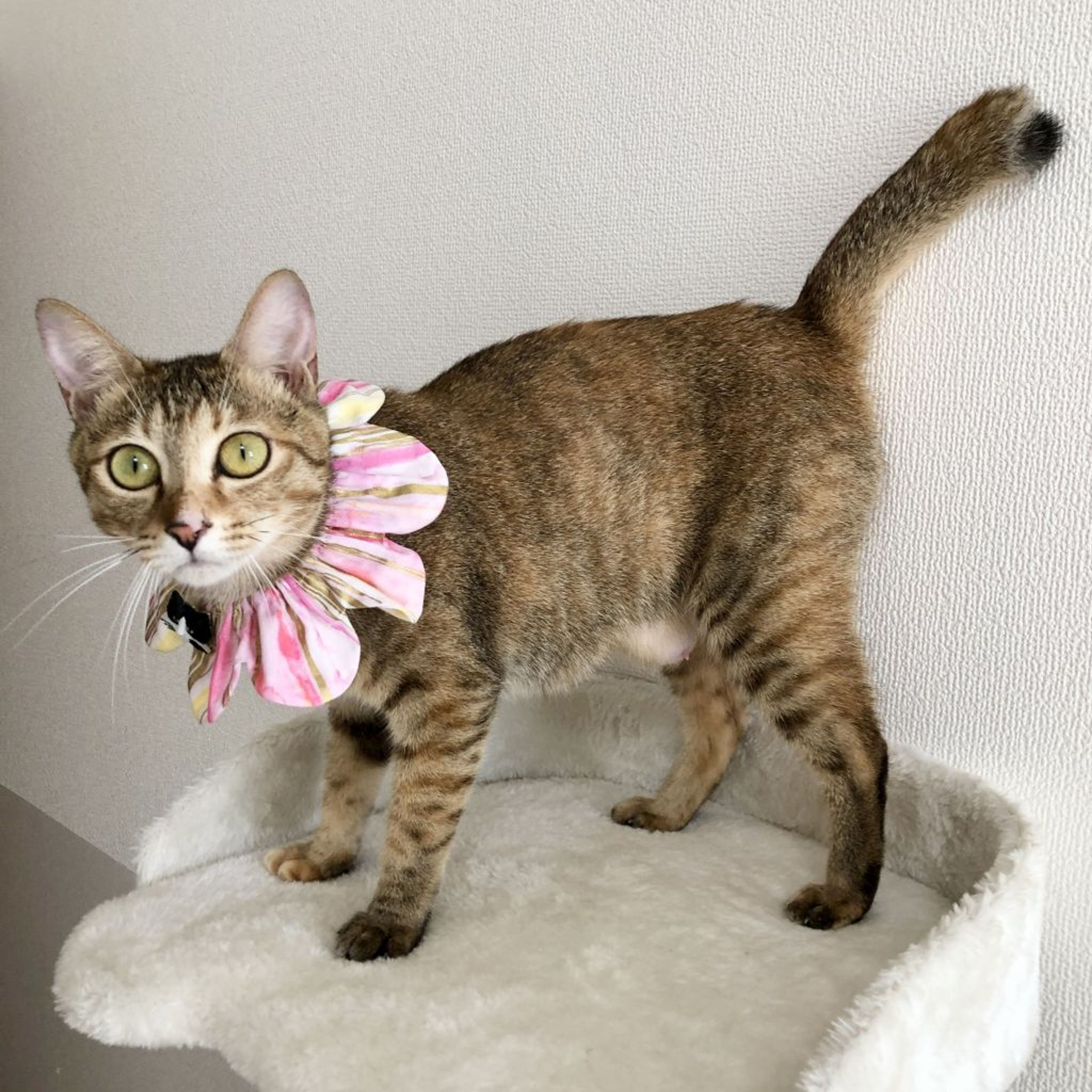 pet-image-4